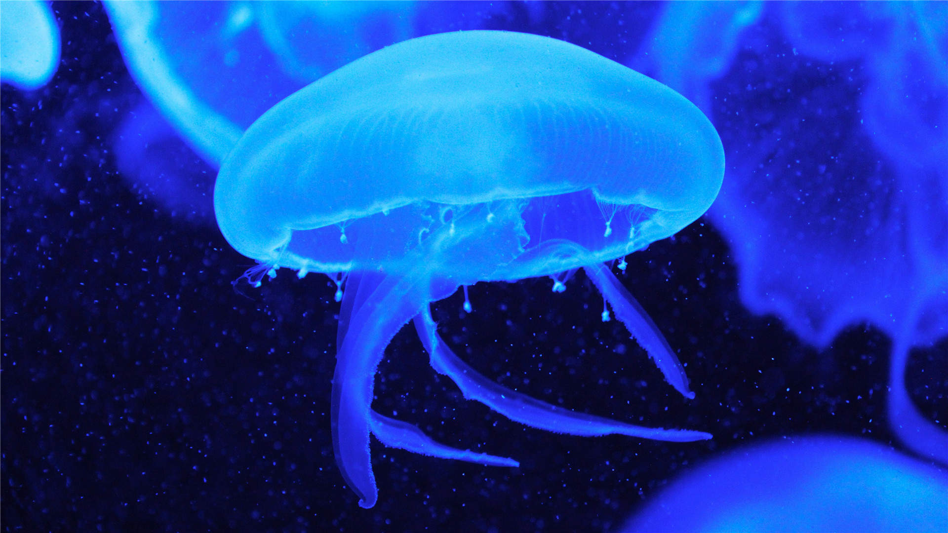 梦幻海洋生物水母高清手机壁纸图片