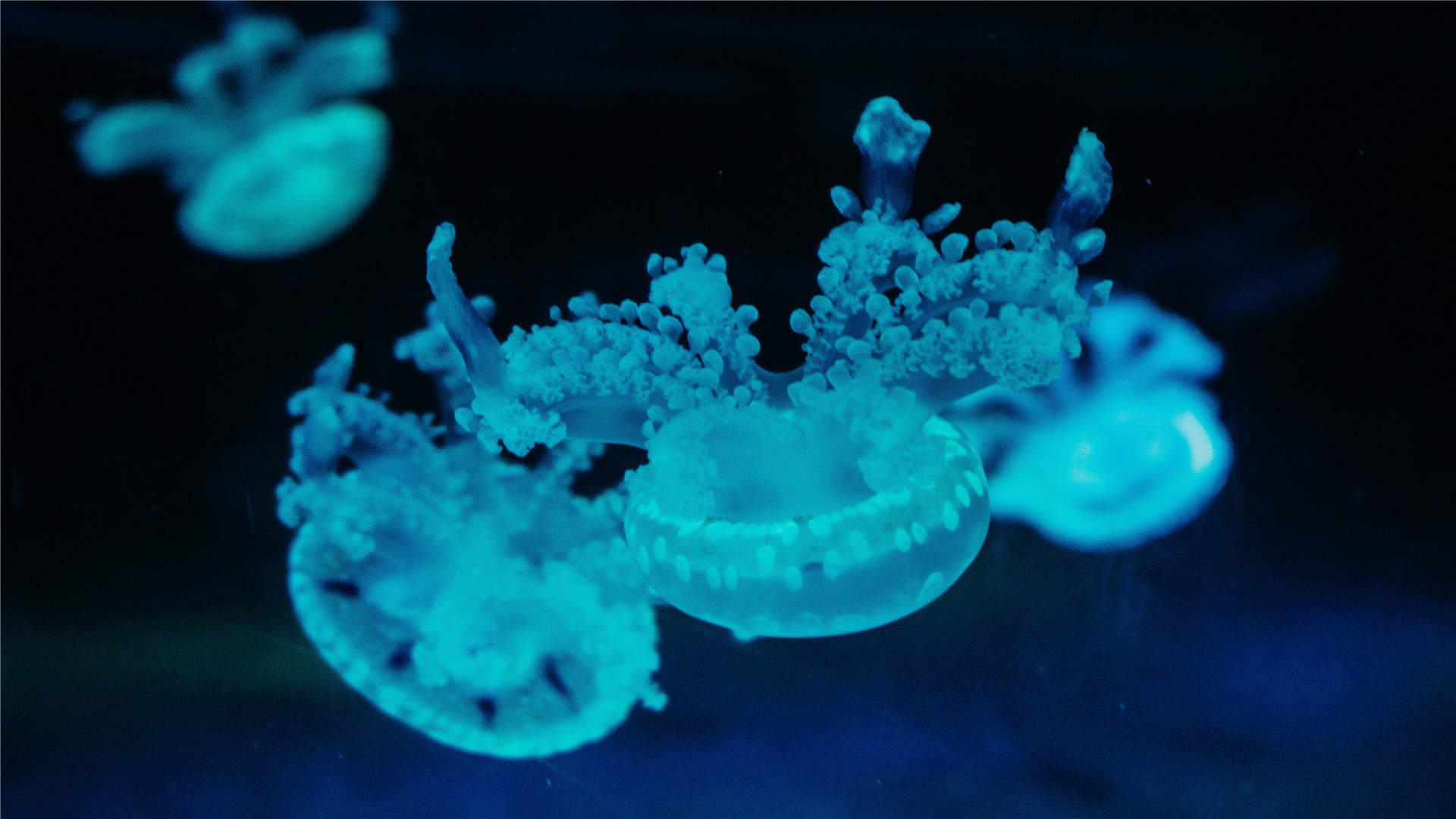 蓝色海洋海底世界动物桌面壁纸图片