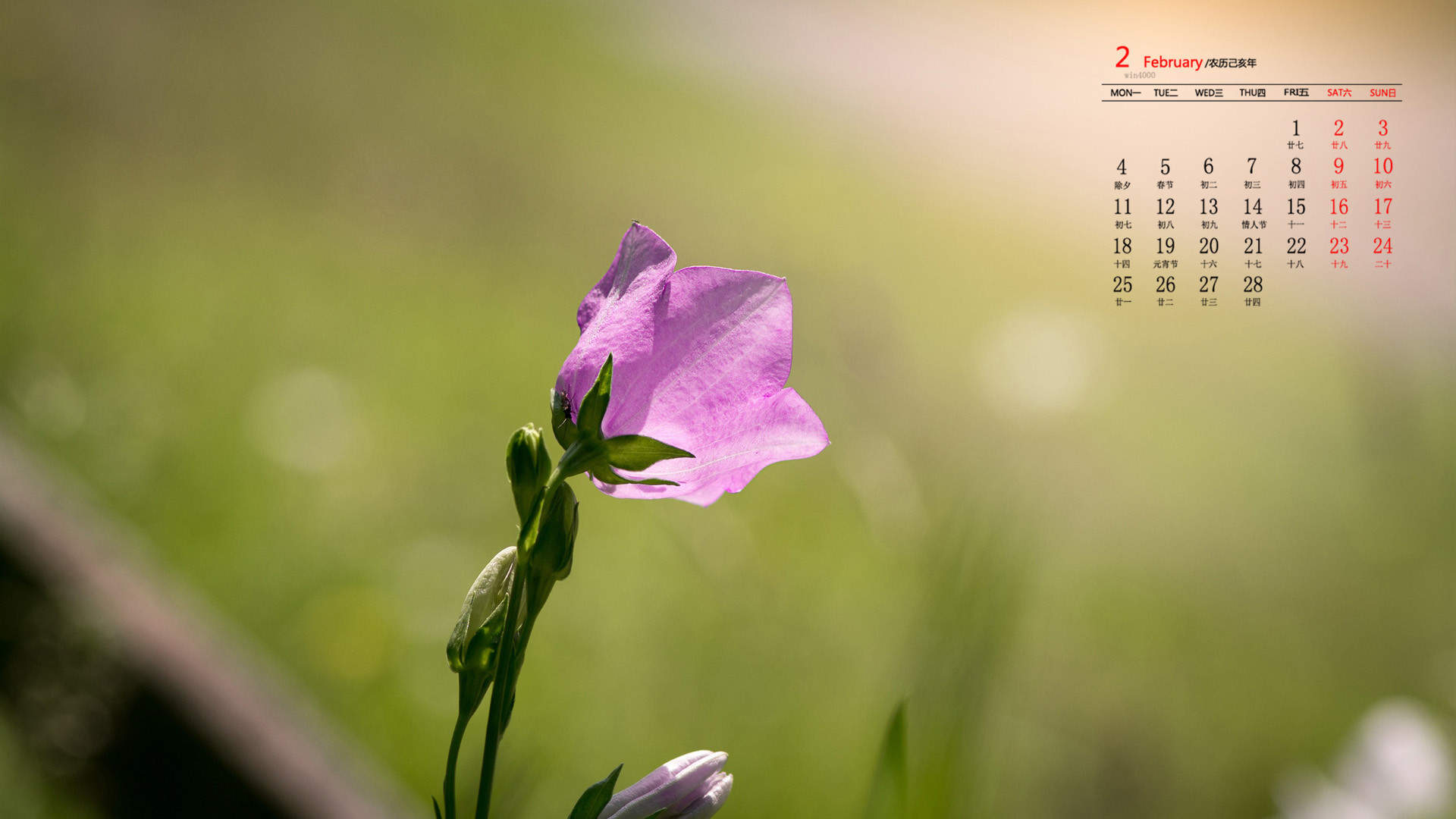 李兰迪白裙清新淡雅活力写真图片图片