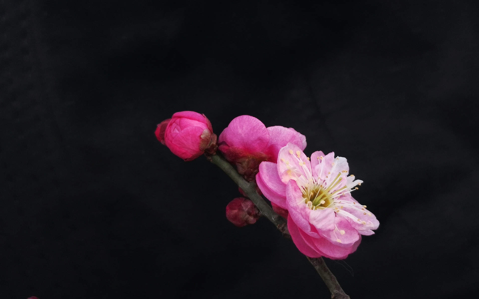 阳春三月绽放的梅花 高清梅花摄影图片欣赏图片