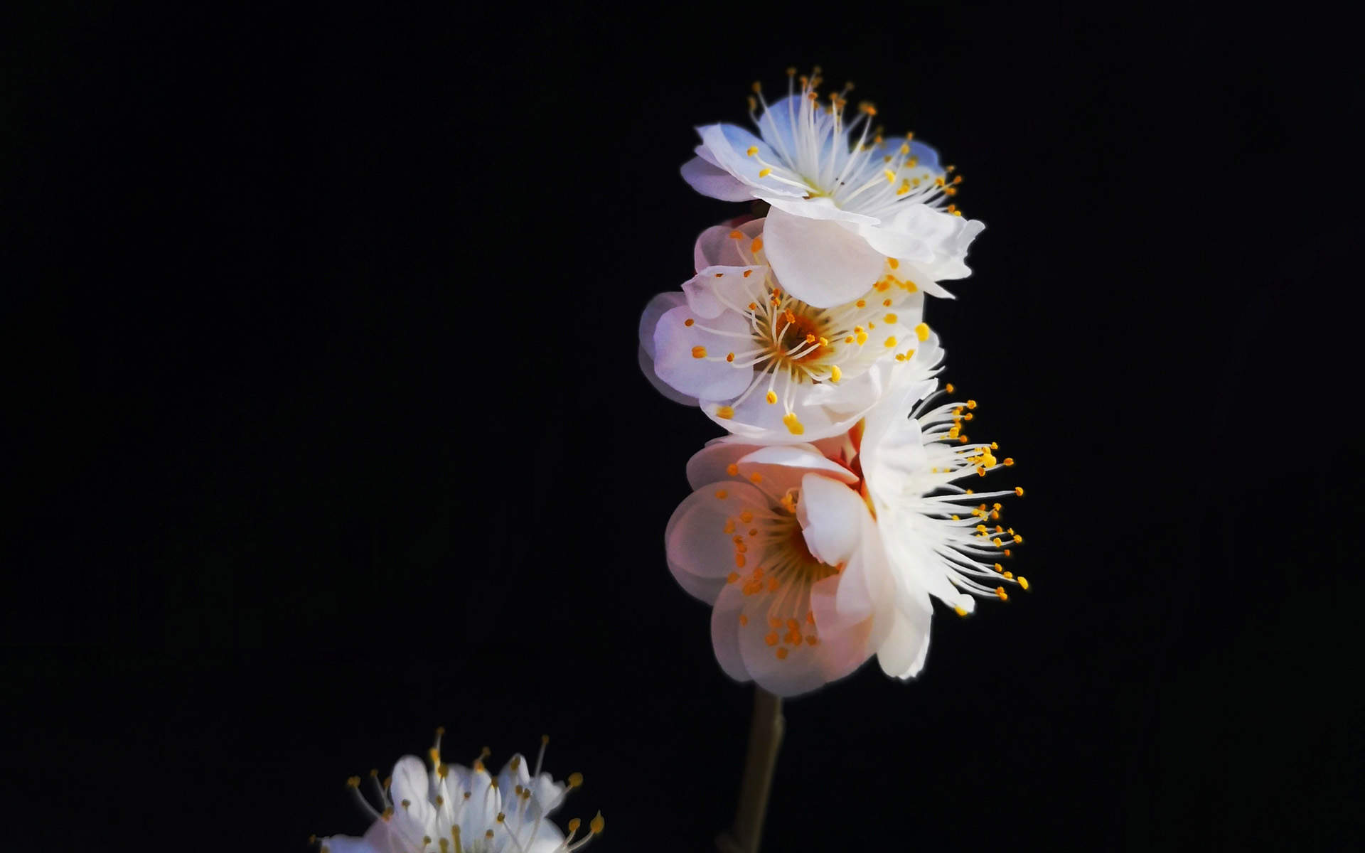 梅花图片