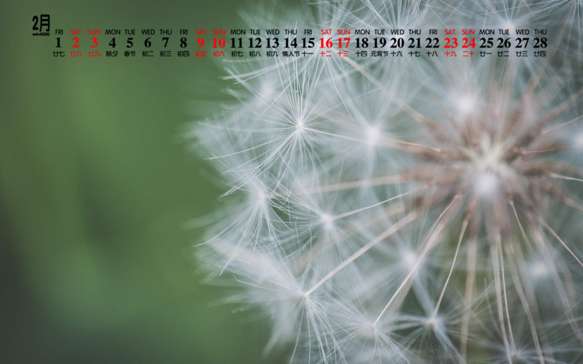 2019年2月唯美蒲公英图片日历壁纸图片