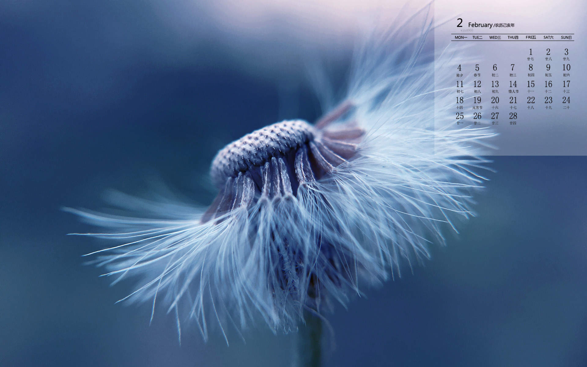 蒲公英图片