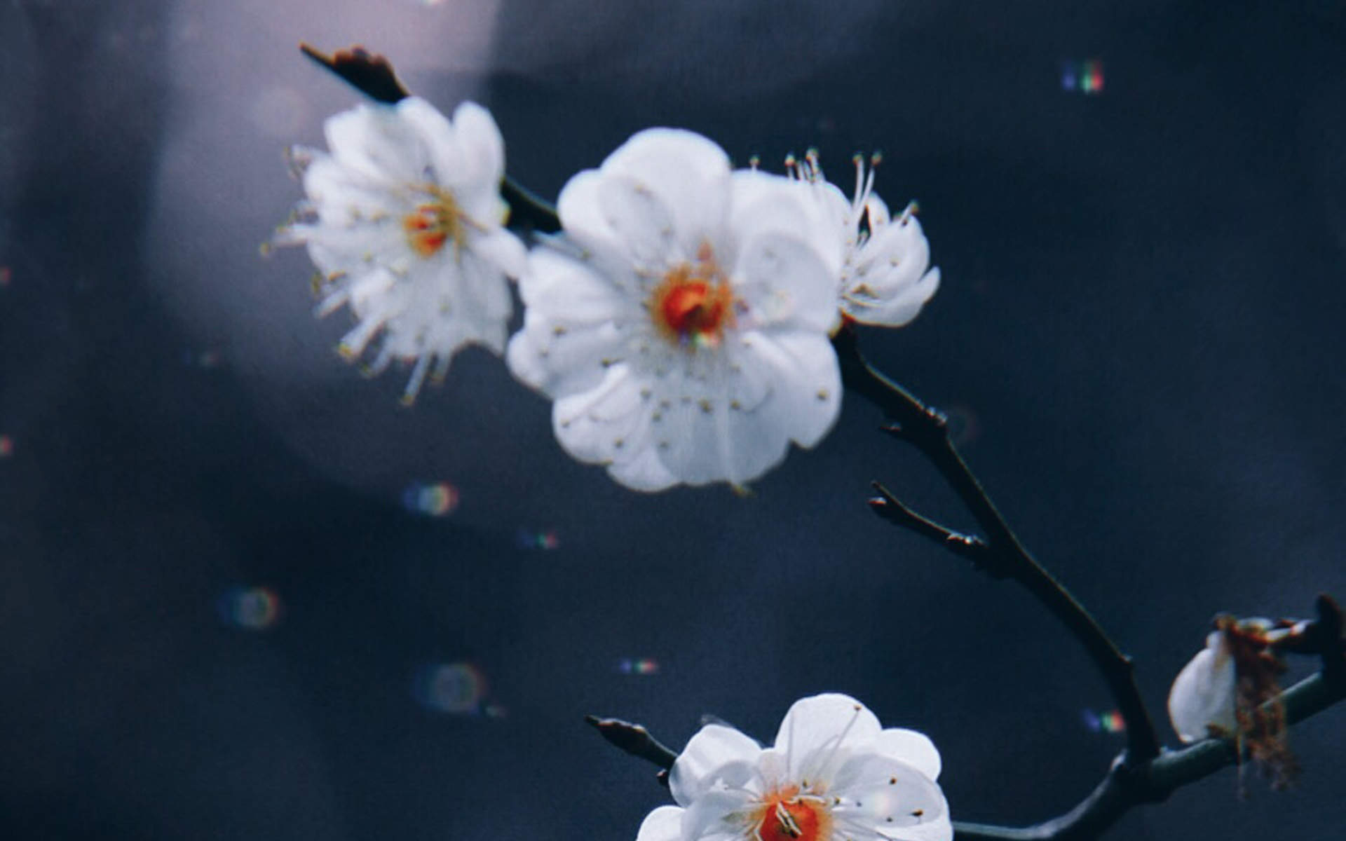 阳春三月绽放的梅花 高清梅花摄影图片欣赏图片