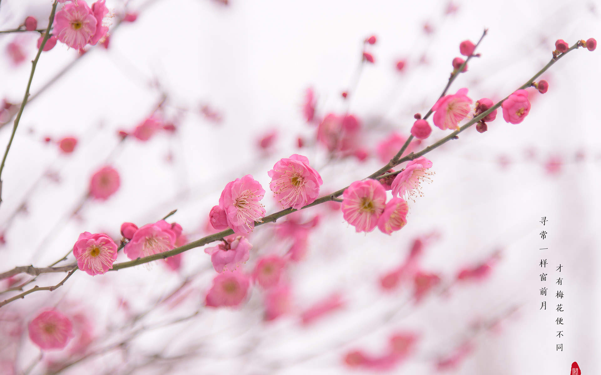 阳春三月绽放的梅花 高清梅花摄影图片欣赏图片