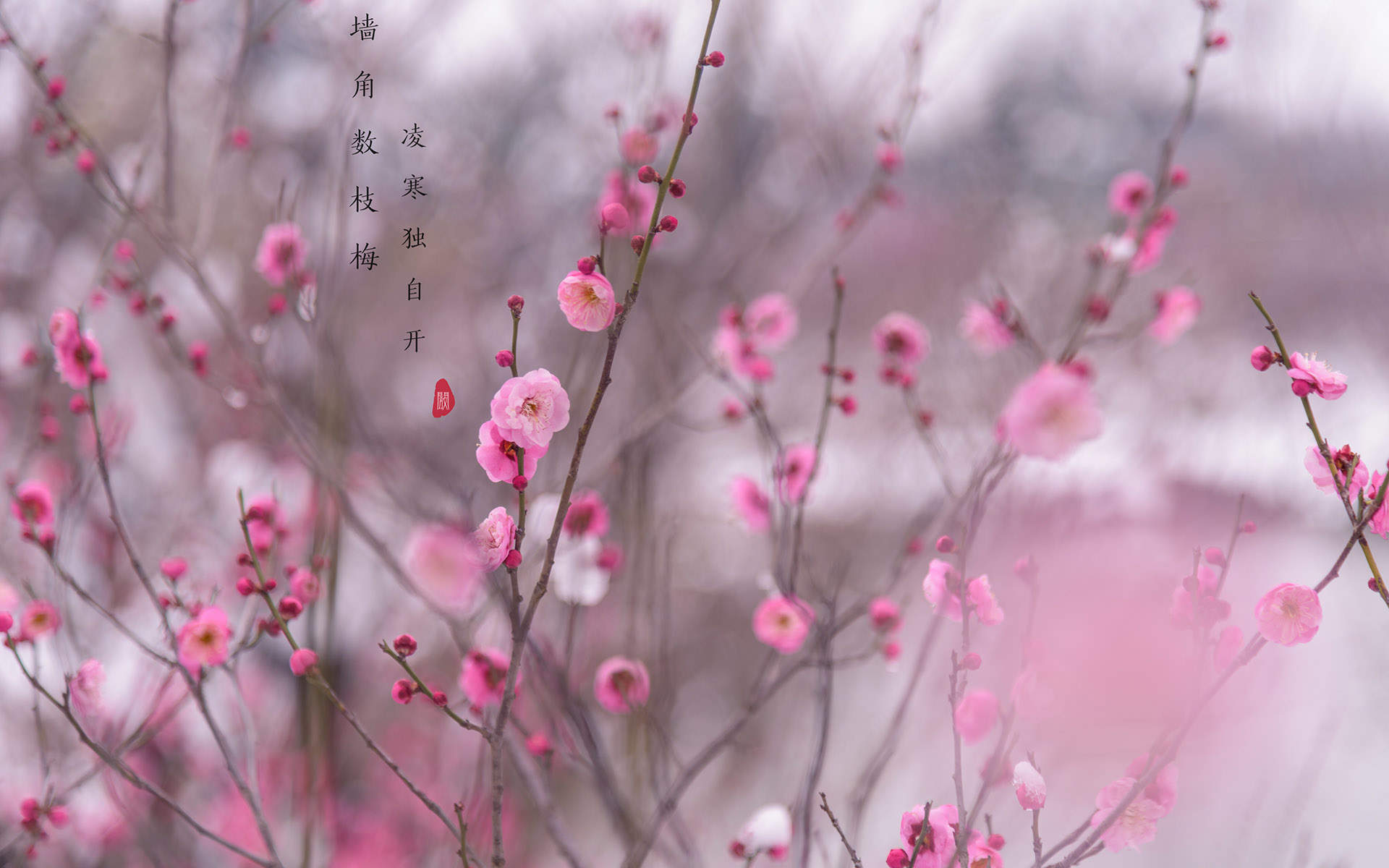 梅花图片
