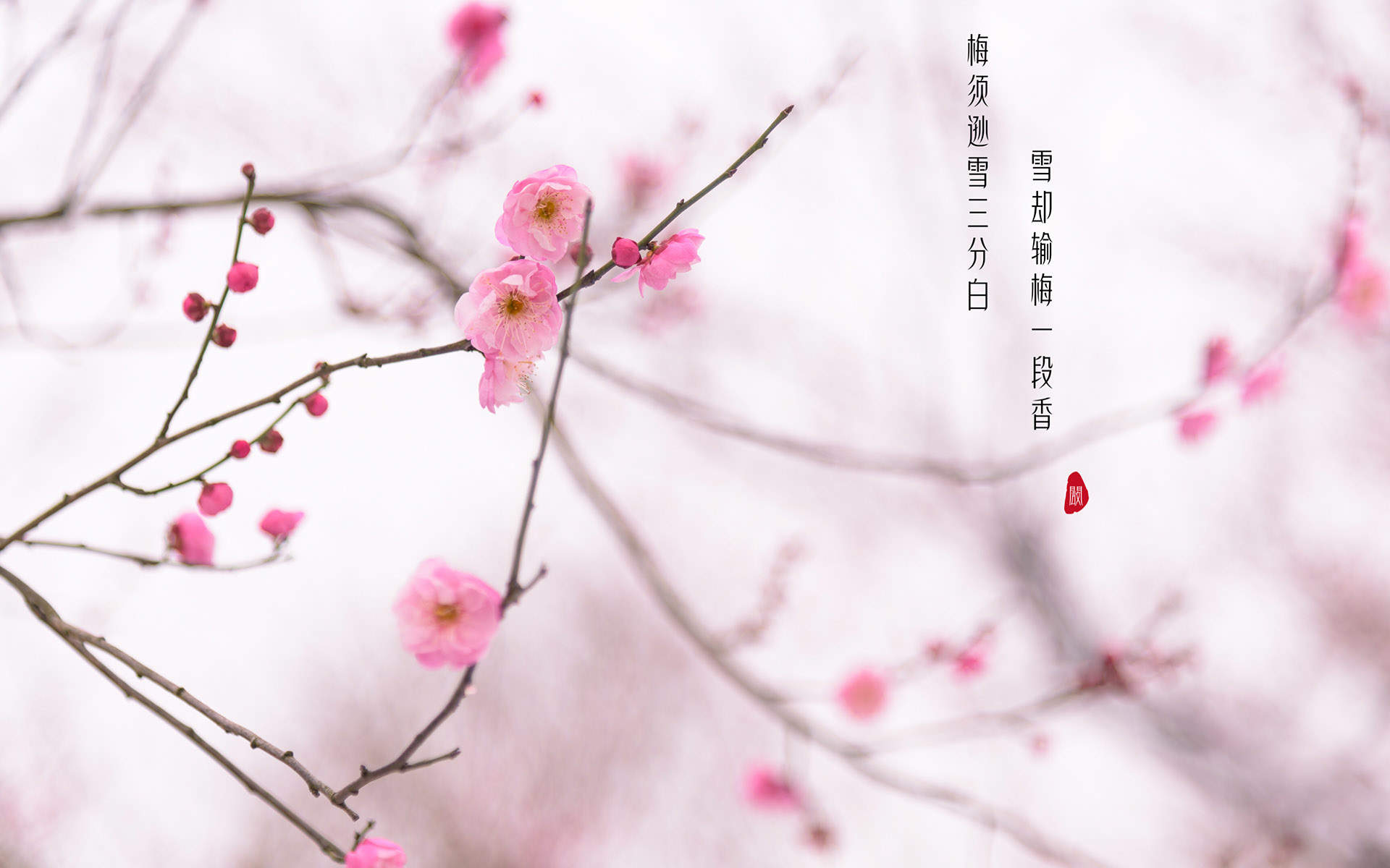 梅花图片