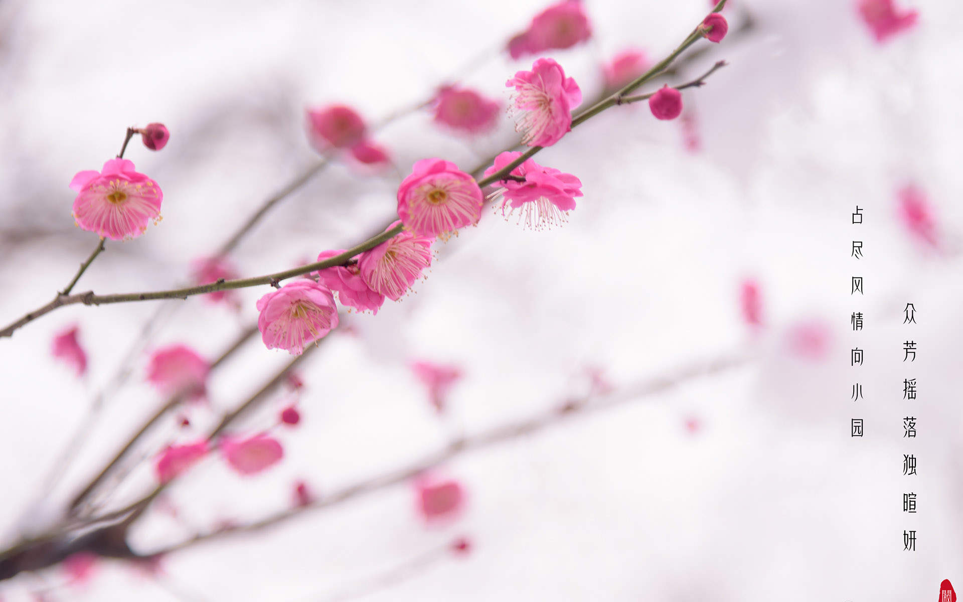 阳春三月绽放的梅花 高清梅花摄影图片欣赏图片