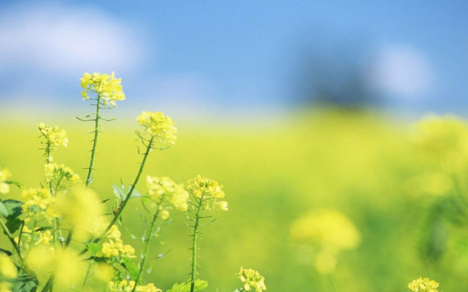 关晓彤性感优雅图片桌面电脑壁纸图片