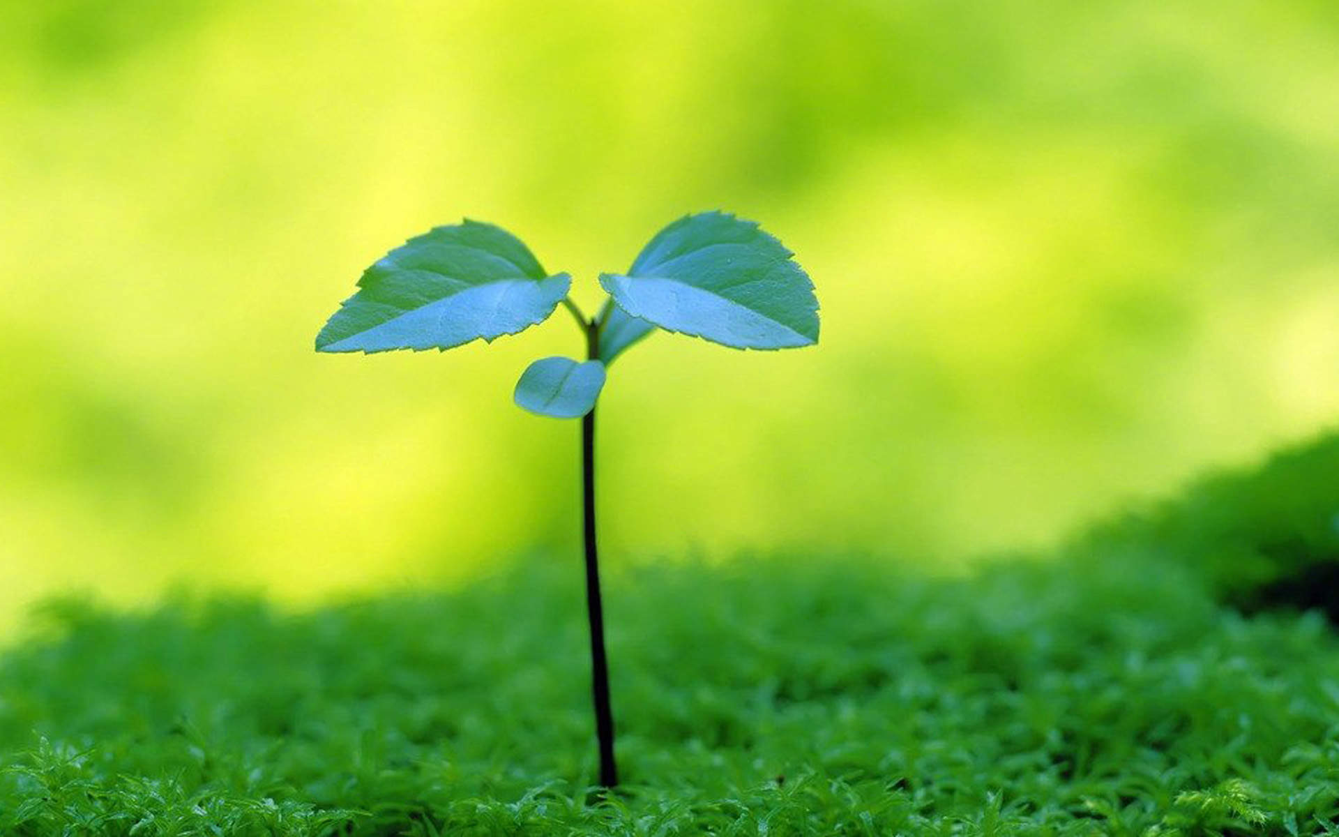 小清新植物嫩芽图片桌面壁纸图片