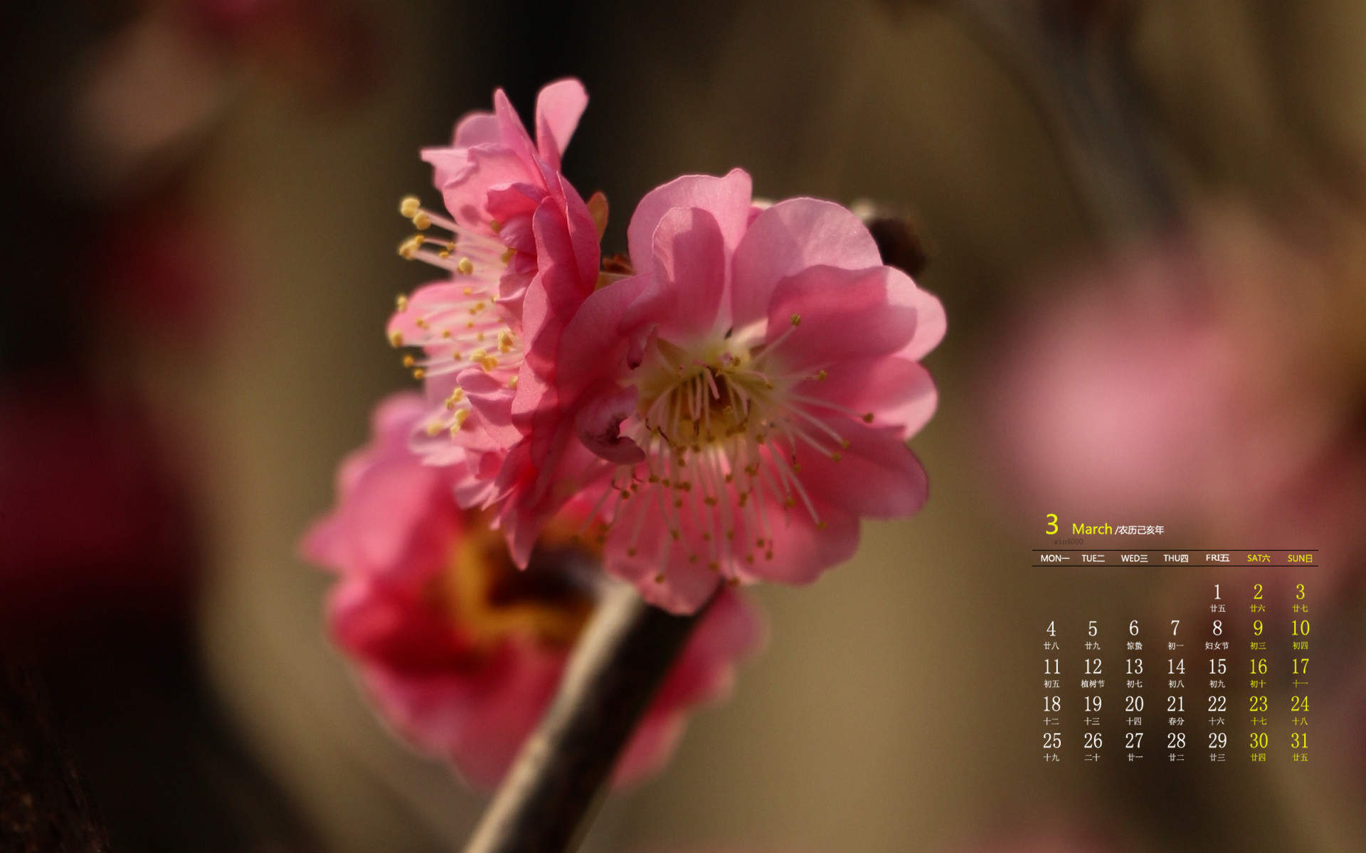 阳春三月绽放的梅花 高清梅花摄影图片欣赏图片