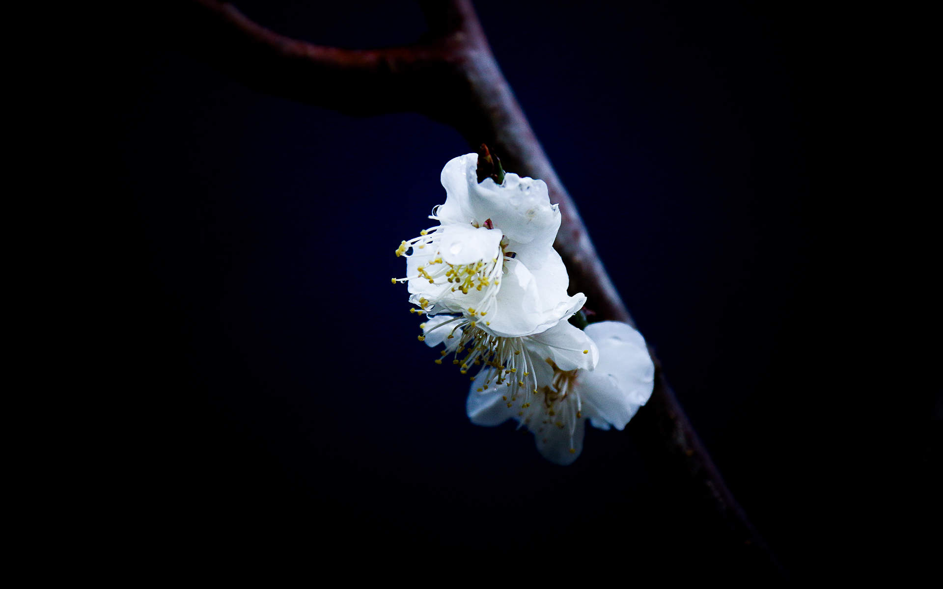 阳春三月绽放的梅花 高清梅花摄影图片欣赏图片