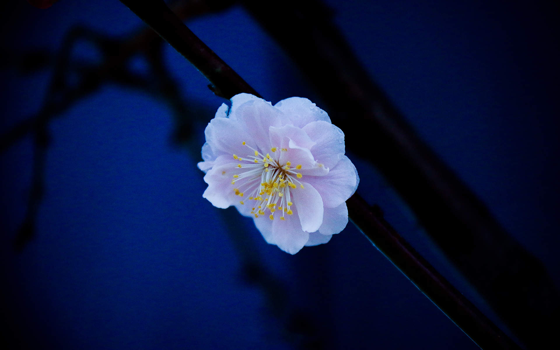 梅花图片