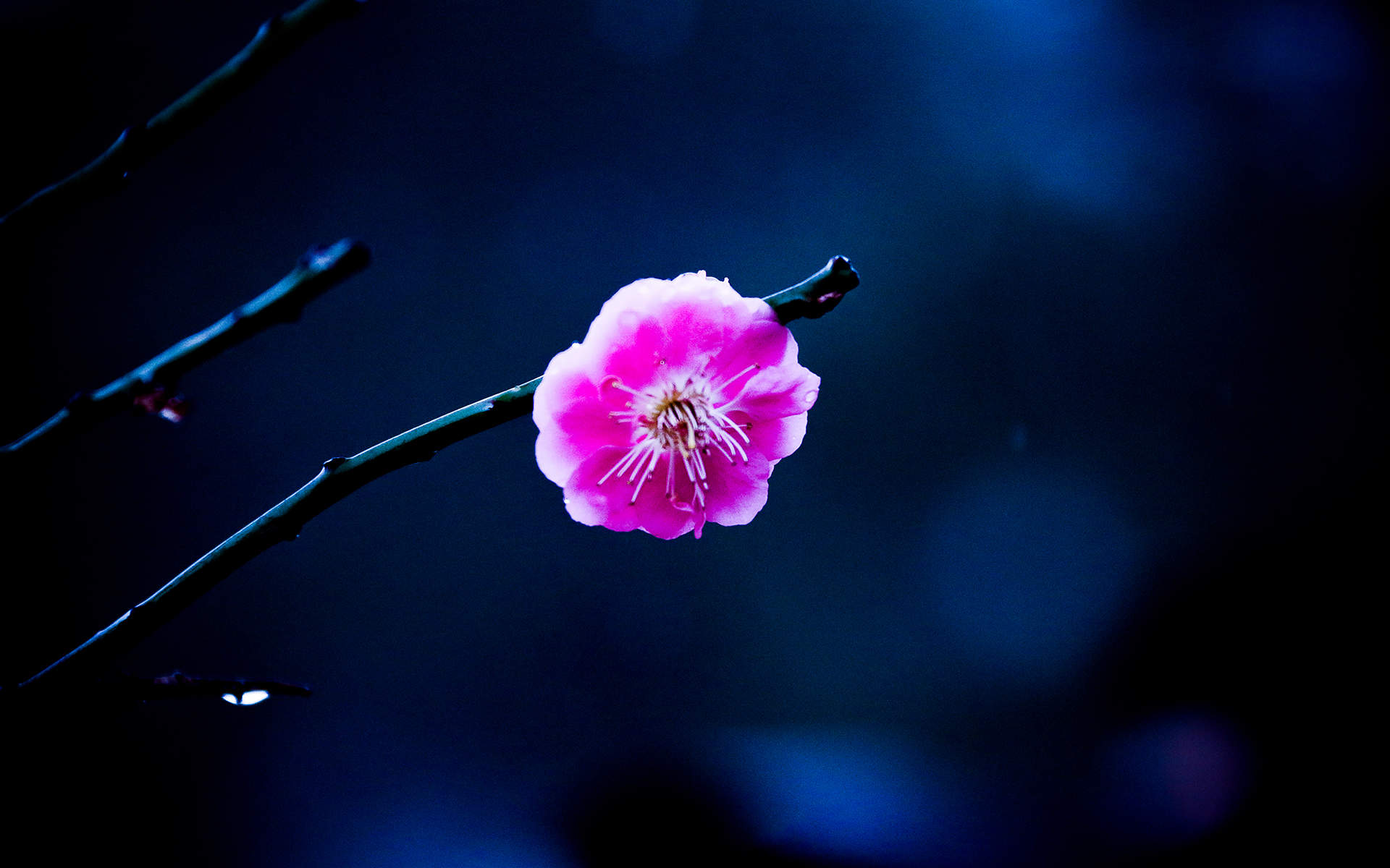 梅花图片