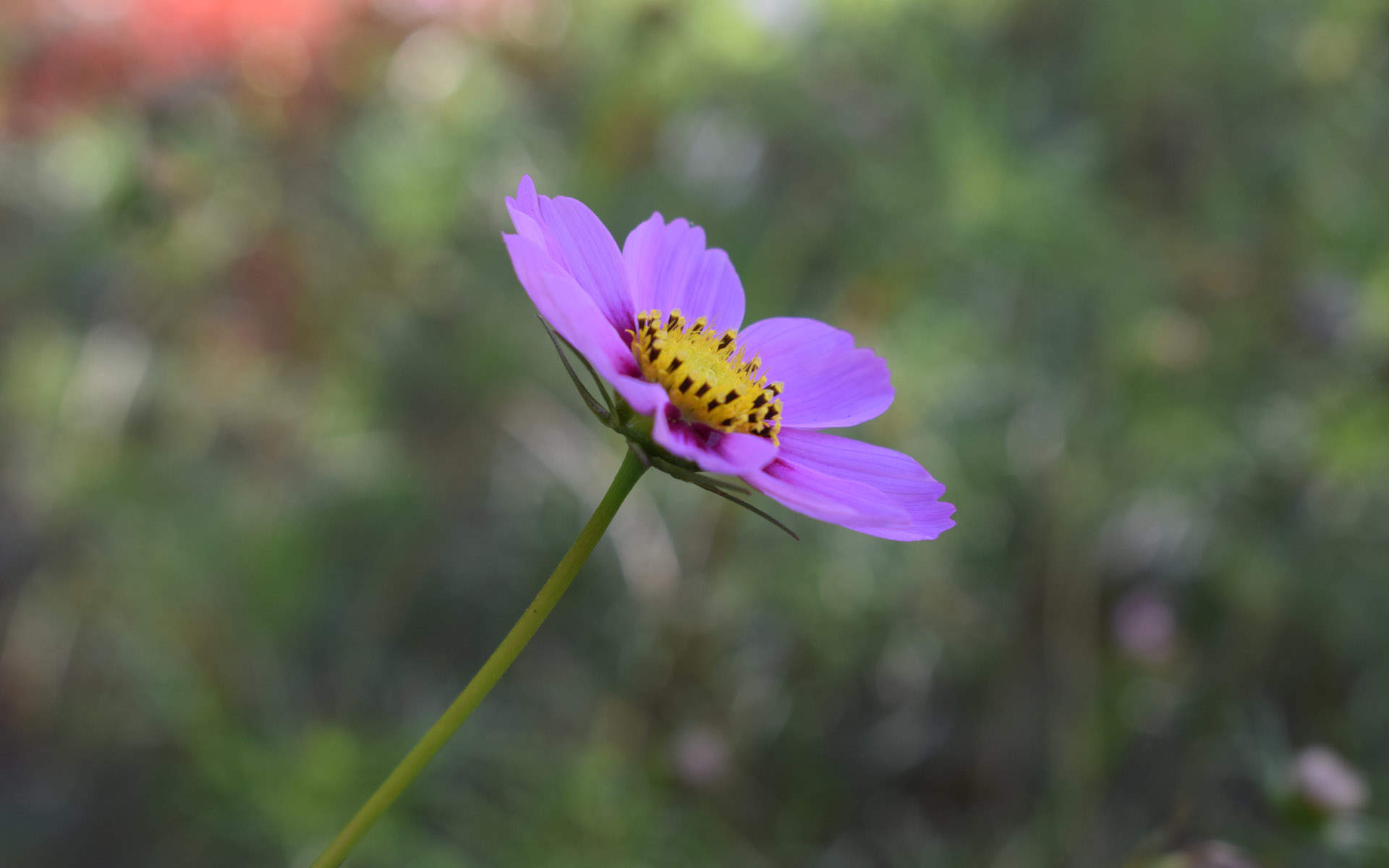 波斯菊图片