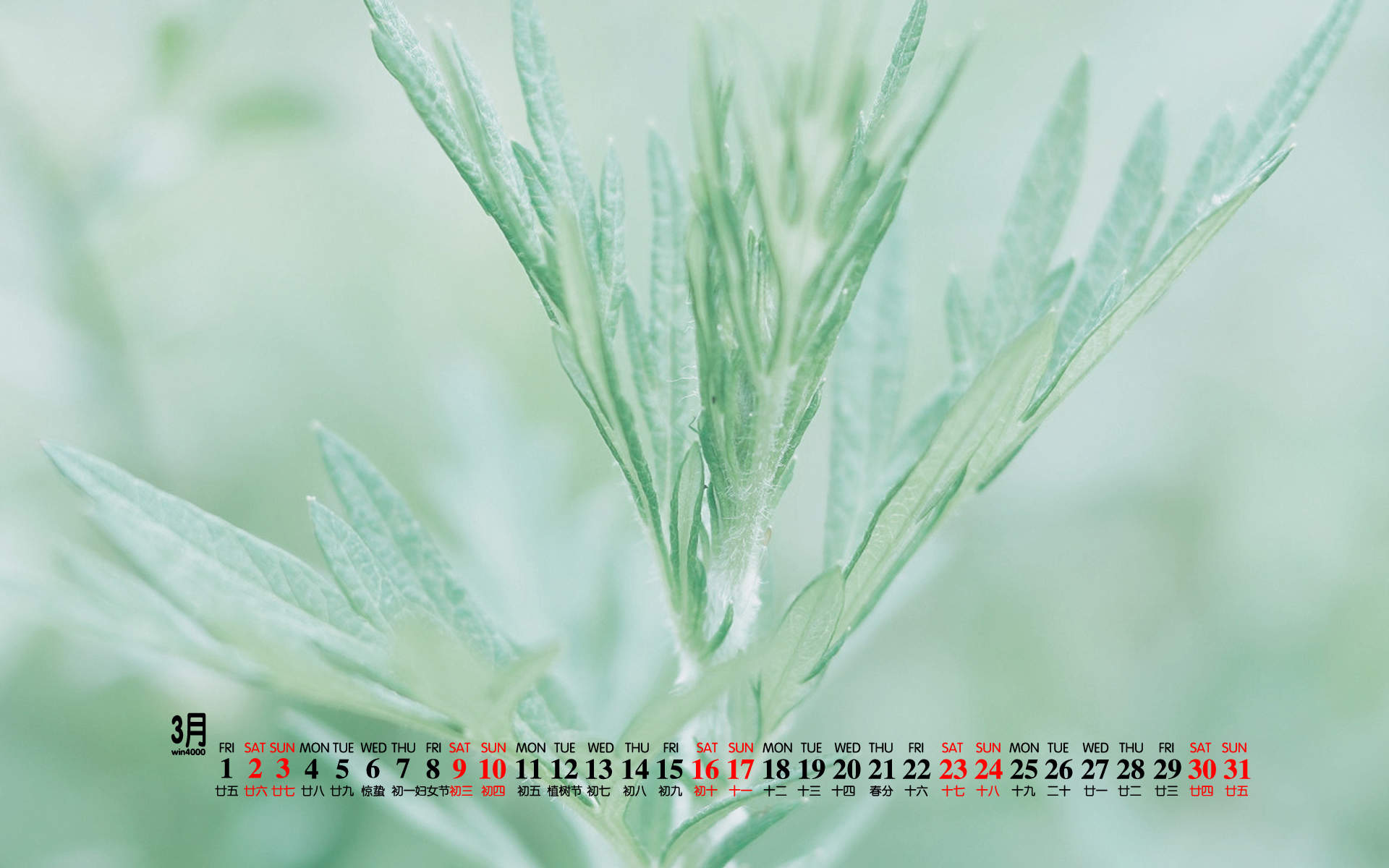 可爱的小雏菊小清新桌面壁纸图片