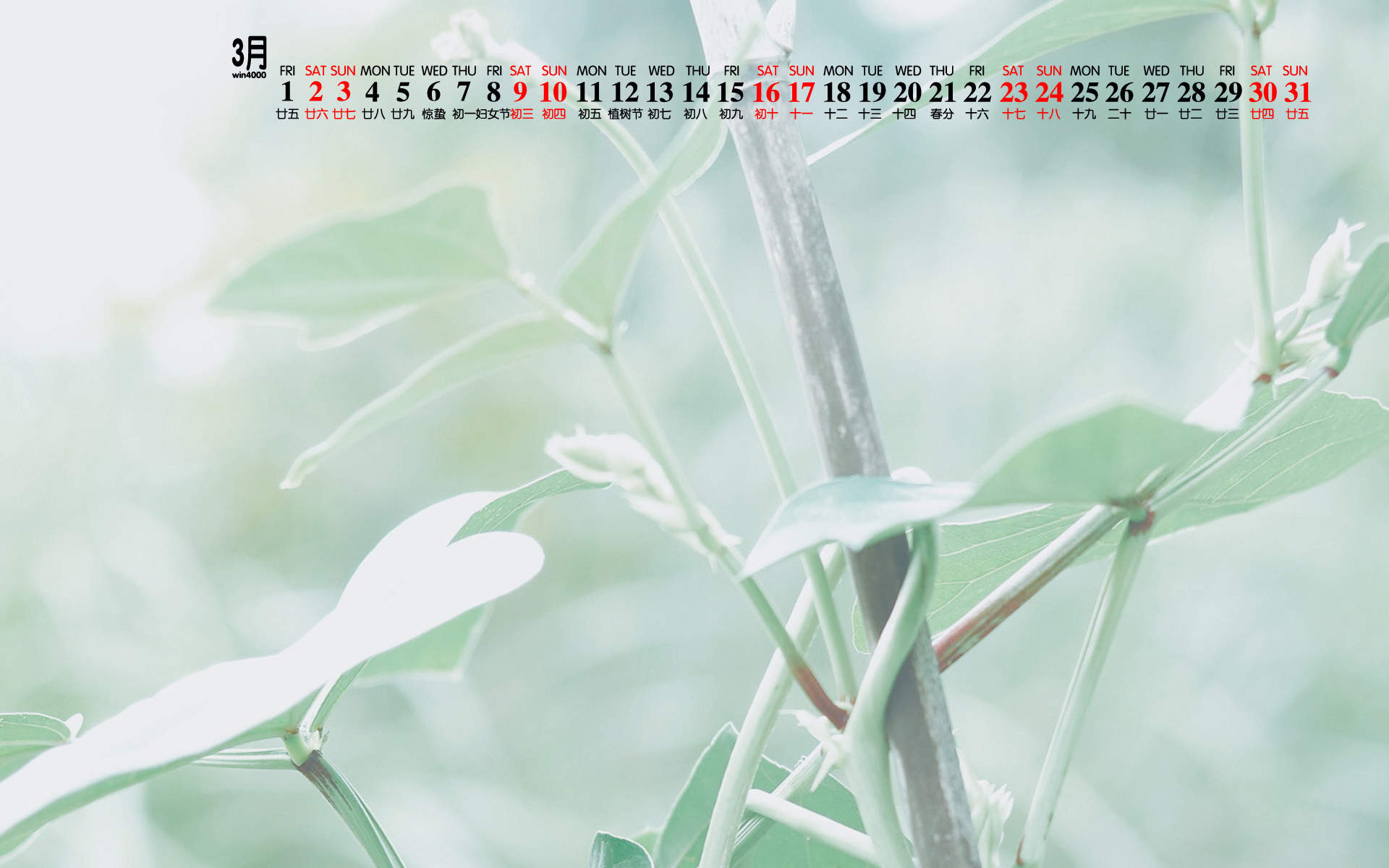 可爱的小雏菊小清新桌面壁纸图片