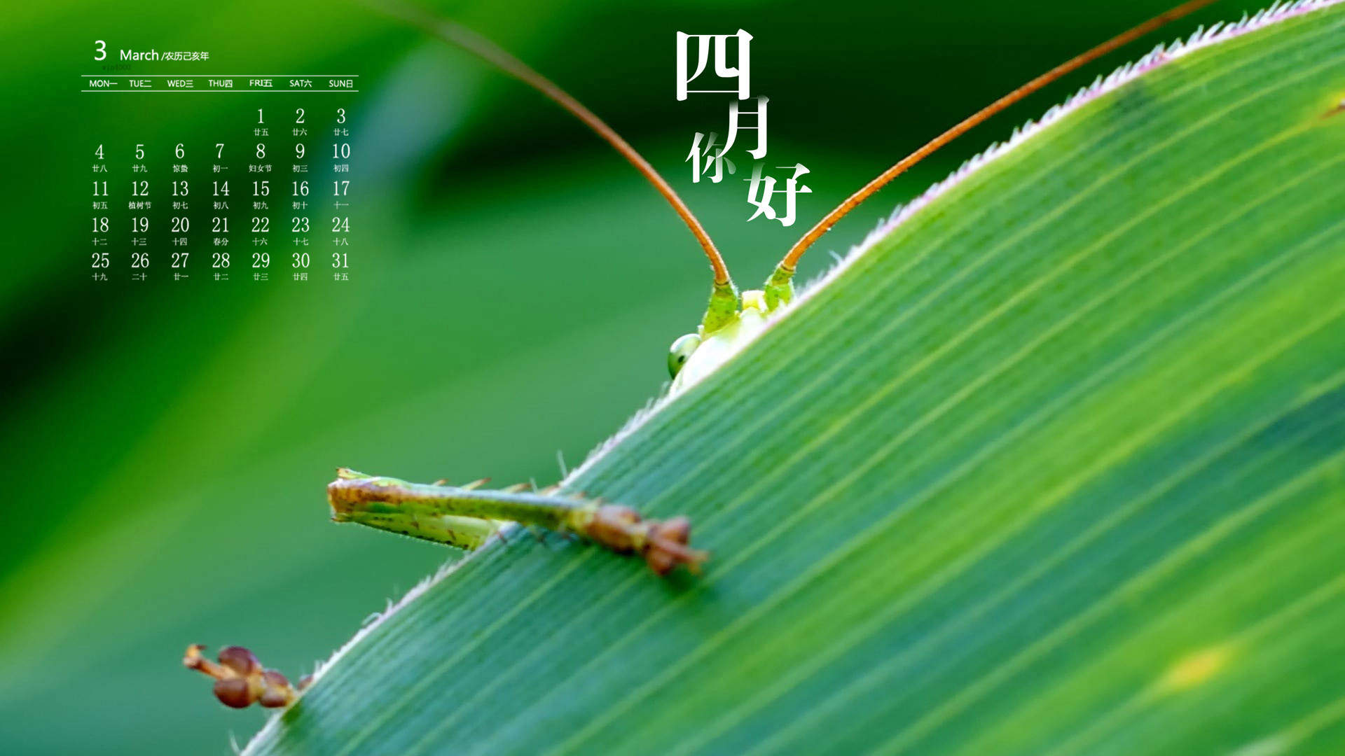 绿色植物图片