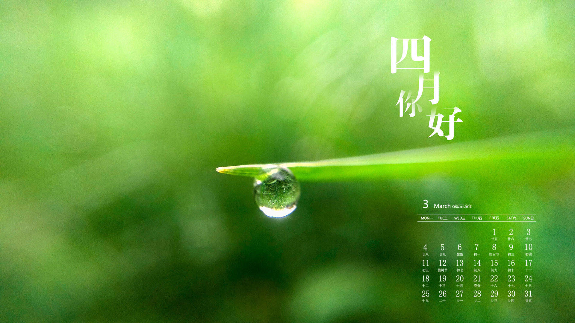 绿色植物图片