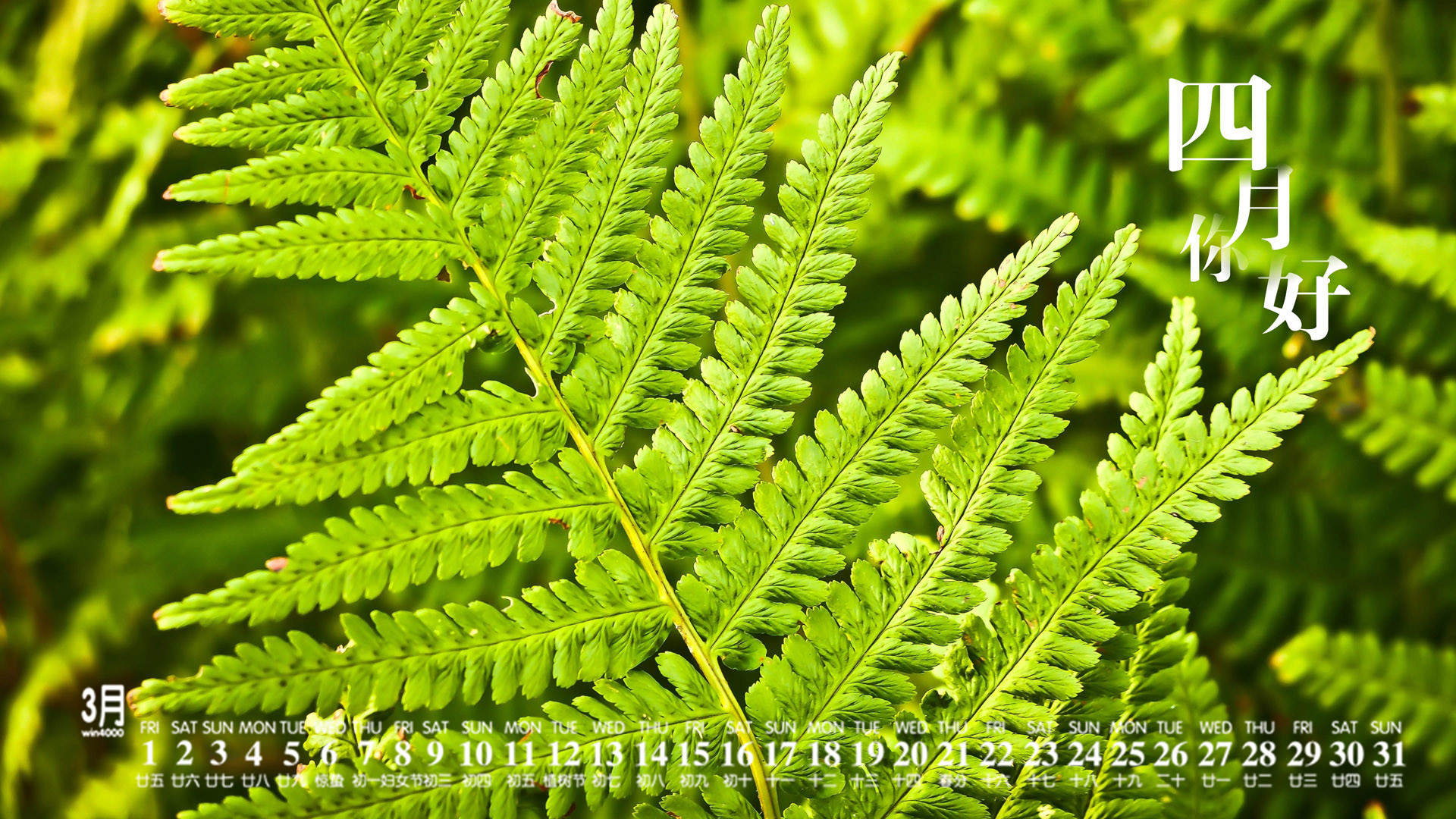 绿色植物图片