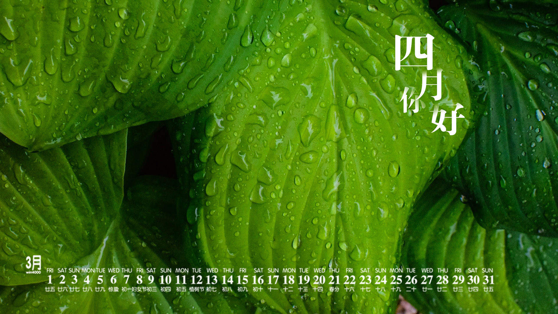 唯美清新绿色植物花卉高清摄影素材图片欣赏图片