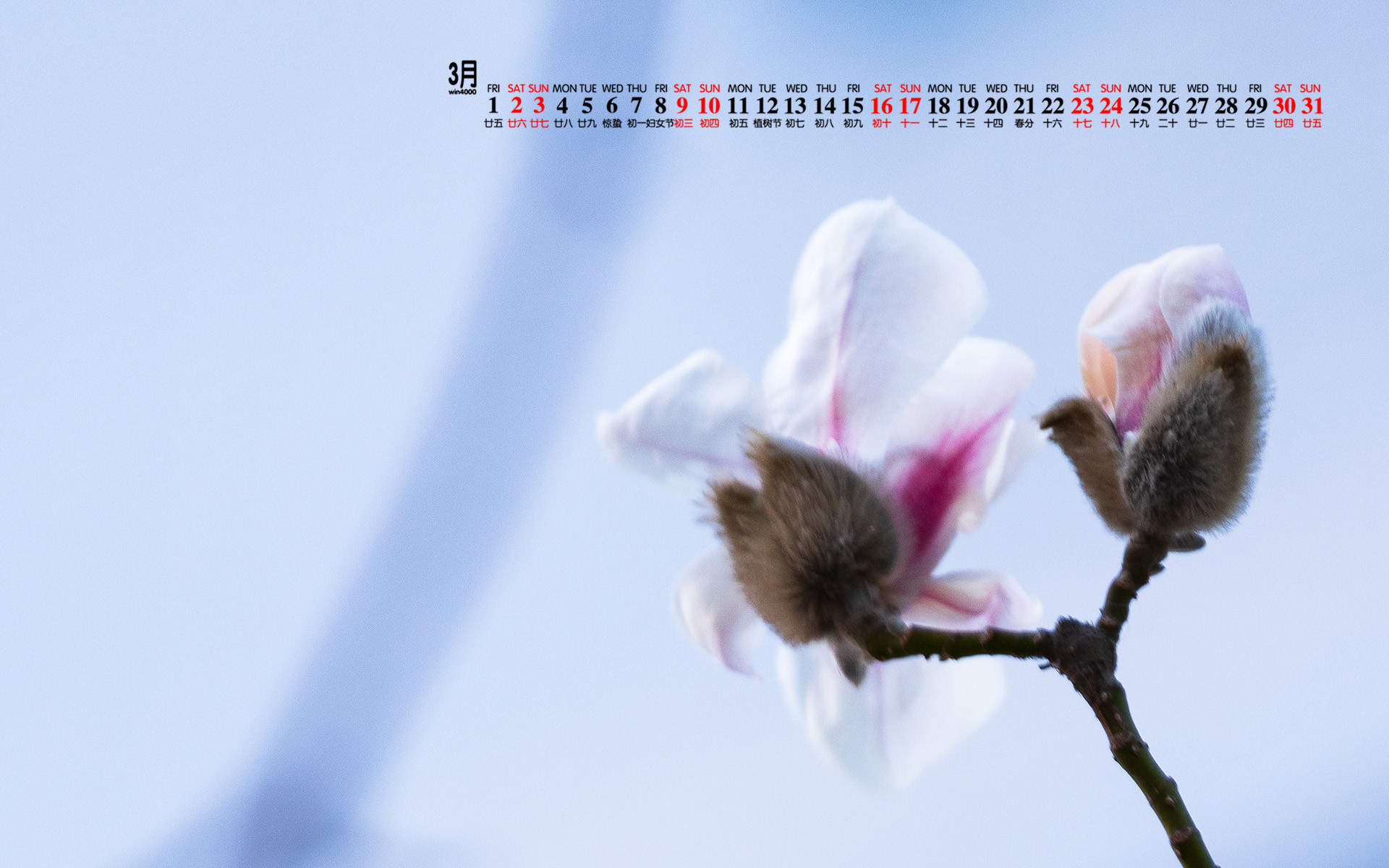兰花图片