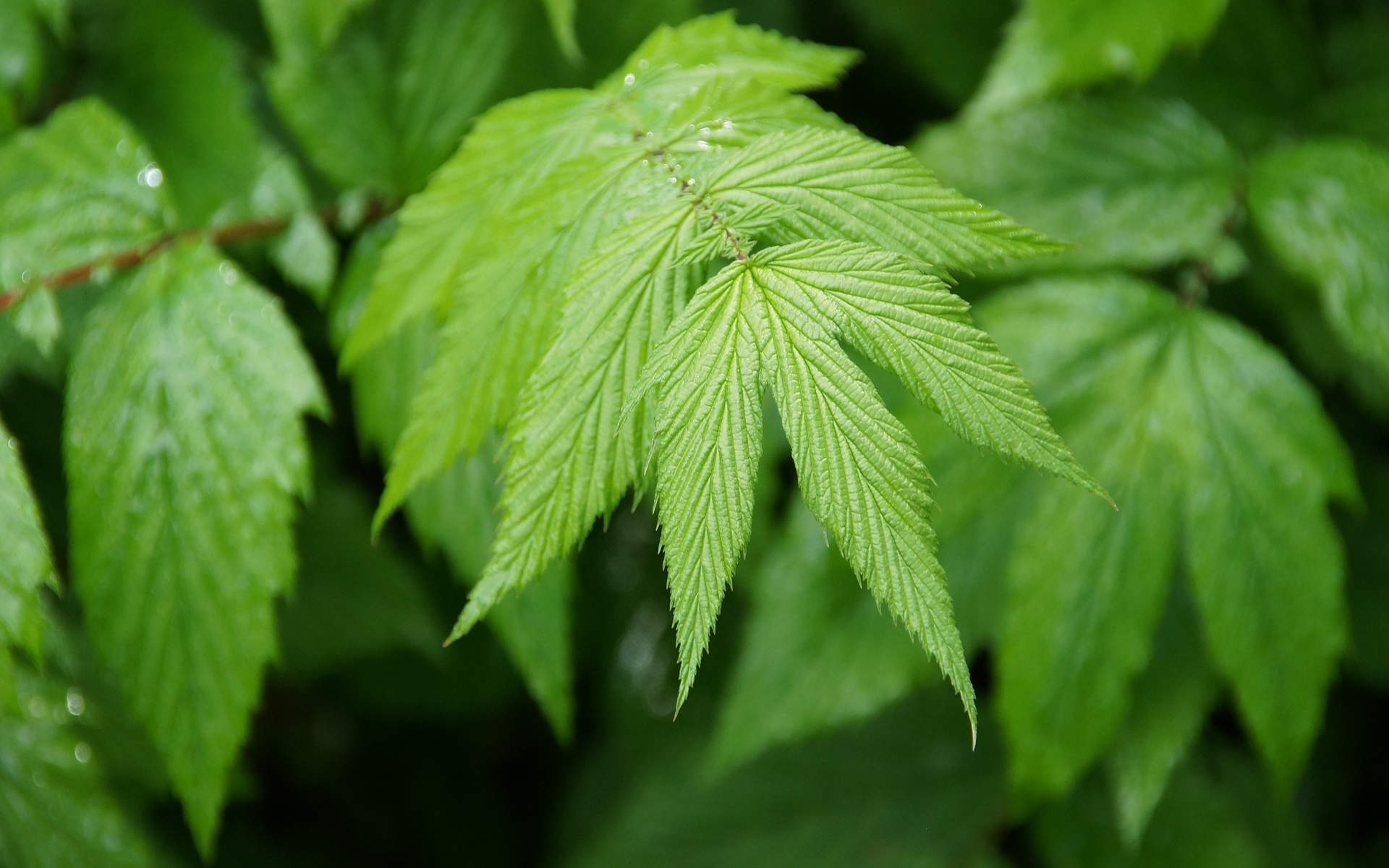 绿色植物图片