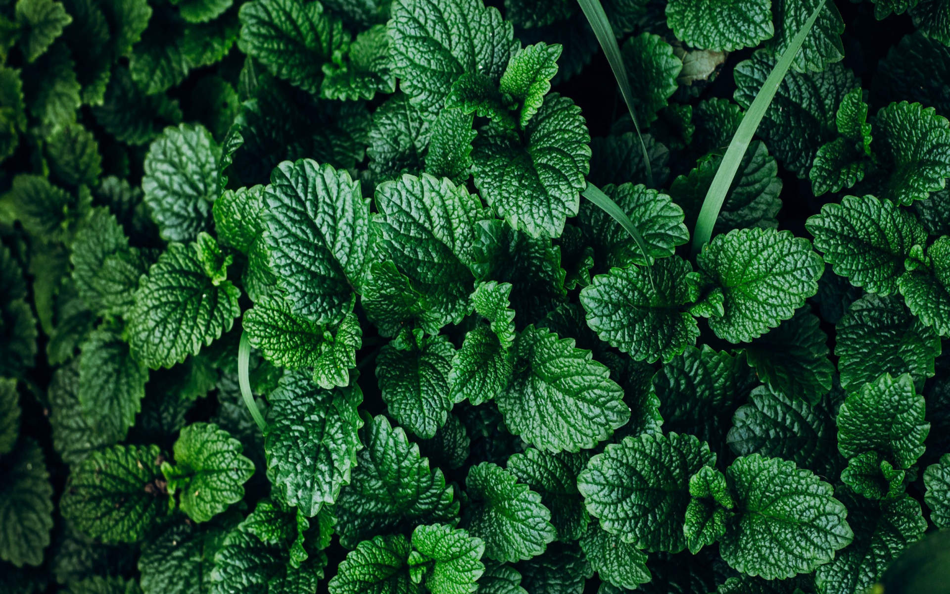 绿色植物图片
