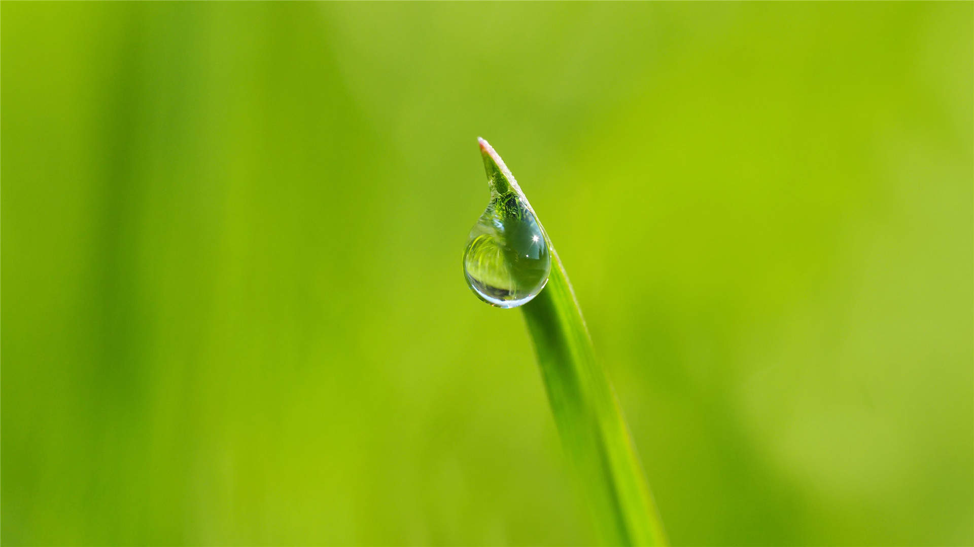 清新素雅的桂花图片桌面壁纸图片
