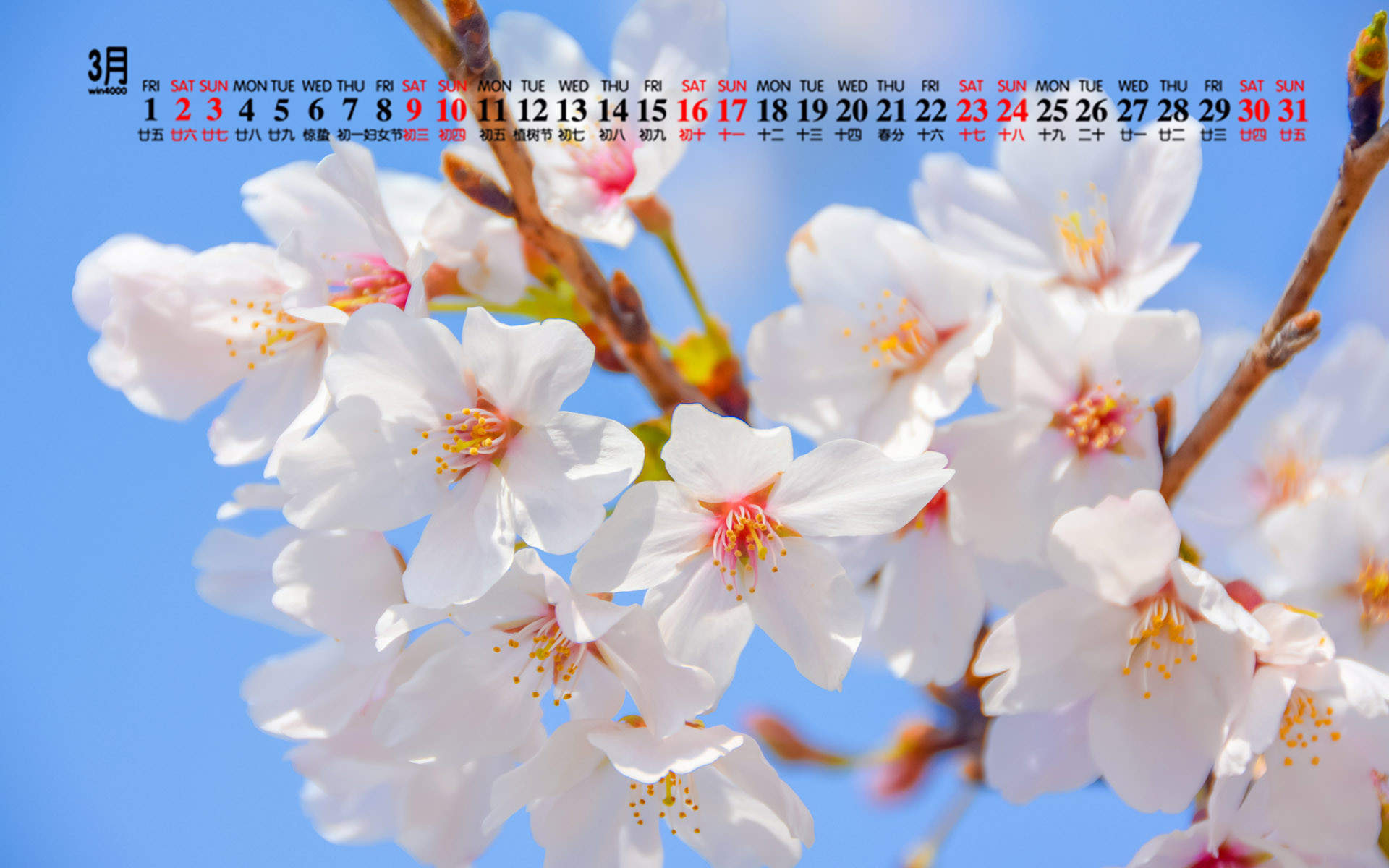2019年4月春日唯美樱花高清日历壁纸图片