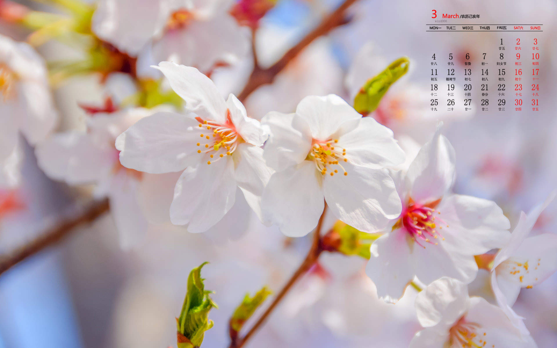2019年4月春日唯美樱花高清日历壁纸图片