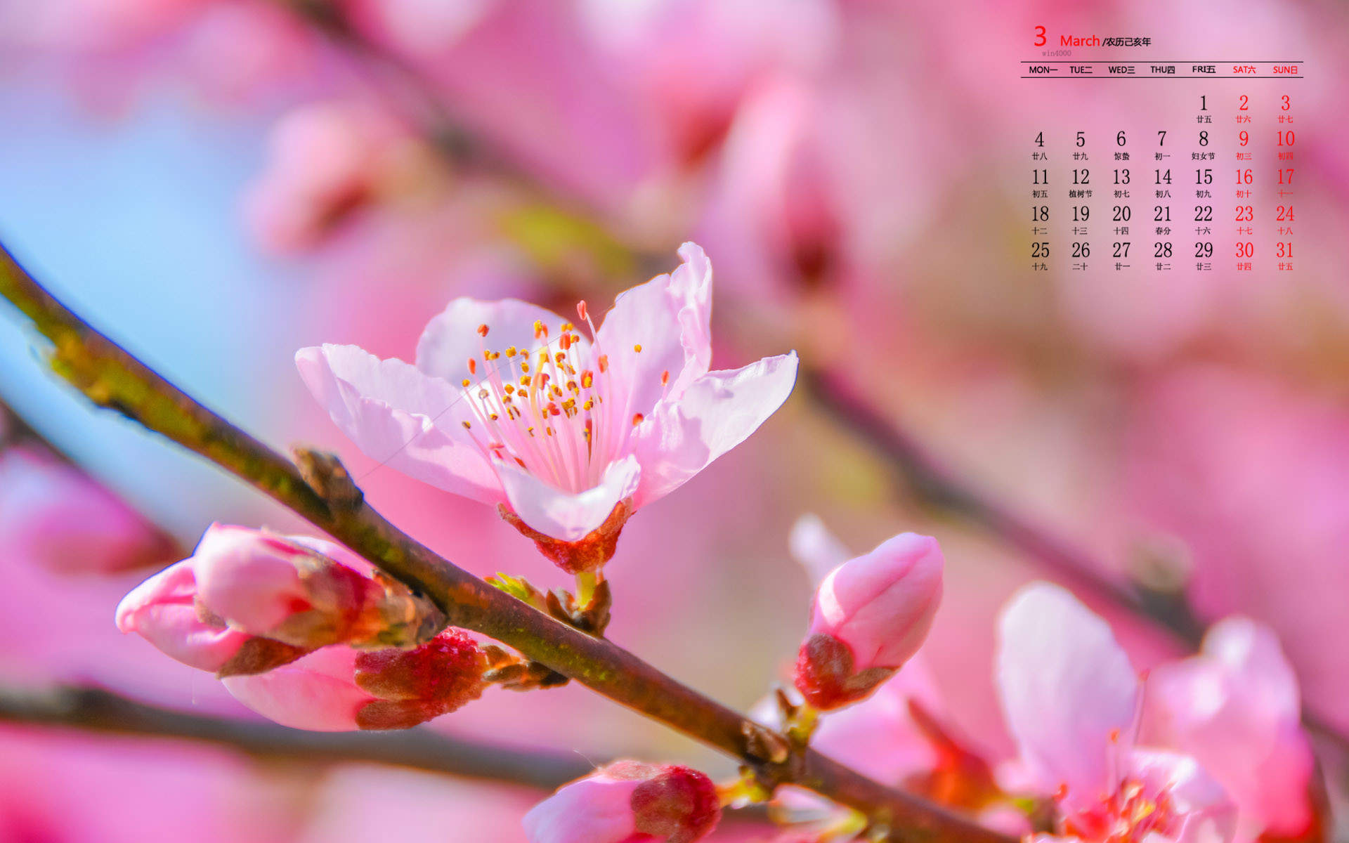 2019年4月春日唯美樱花高清日历壁纸图片