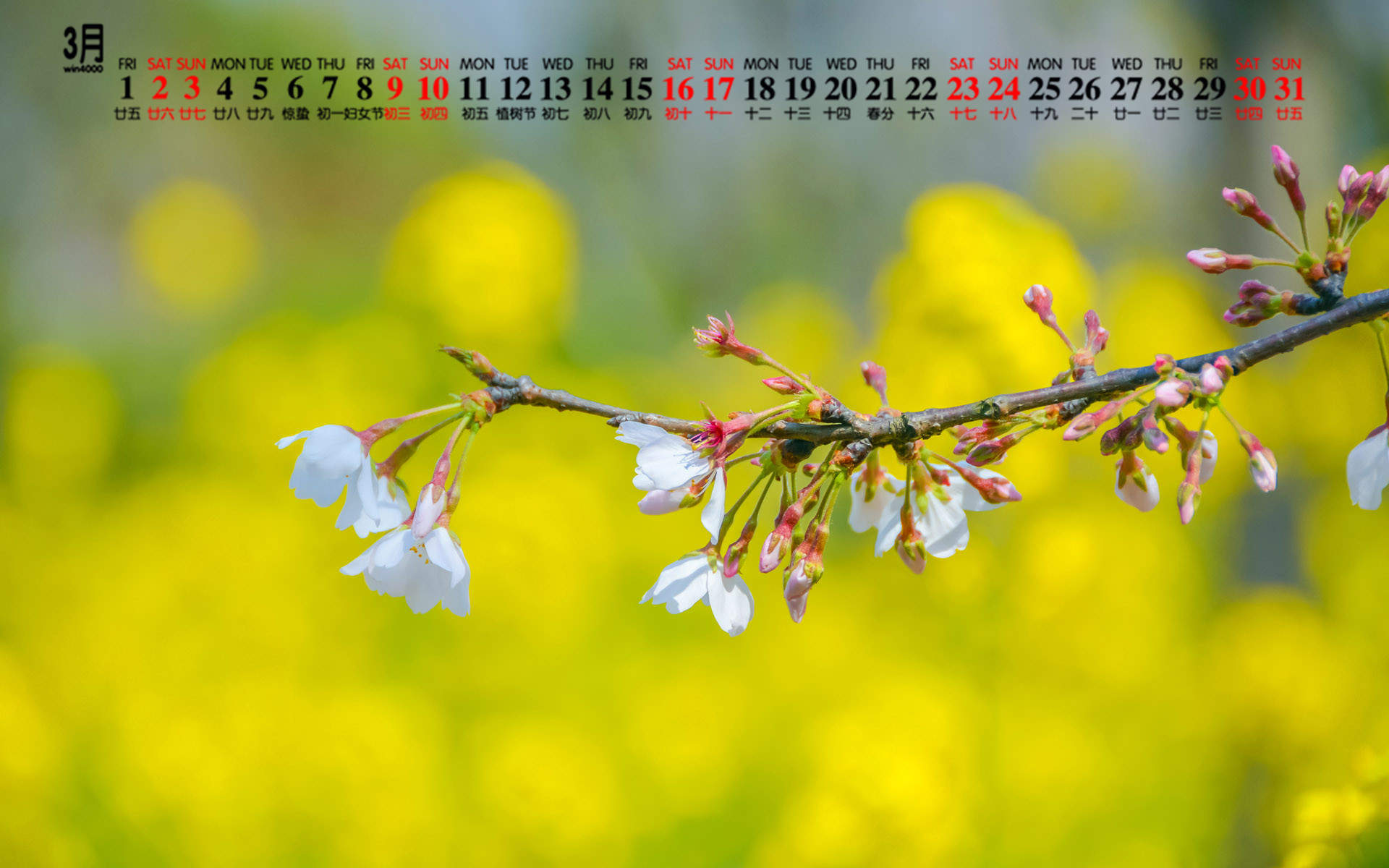 2019年4月春日唯美樱花高清日历壁纸图片