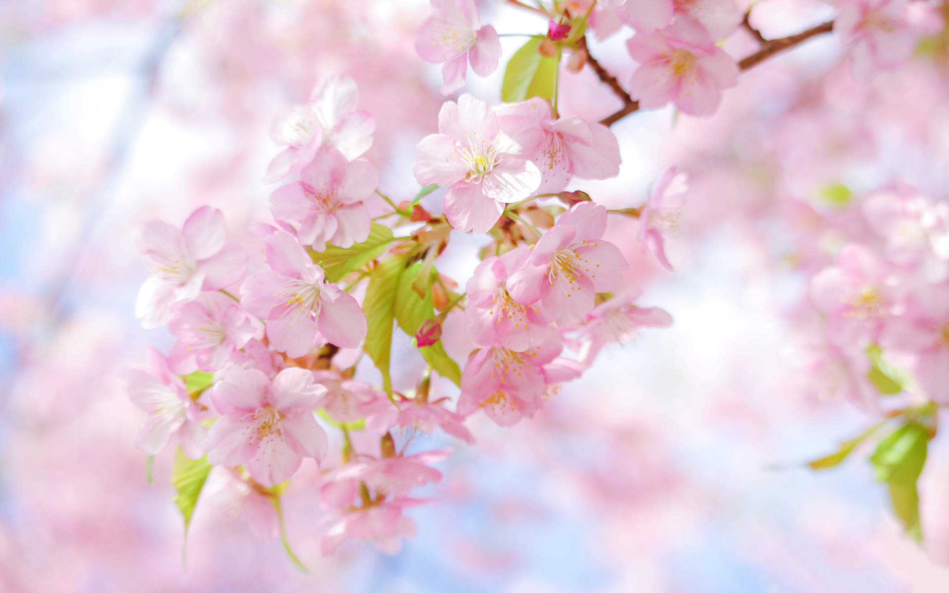 2019年4月春日唯美樱花高清日历壁纸图片
