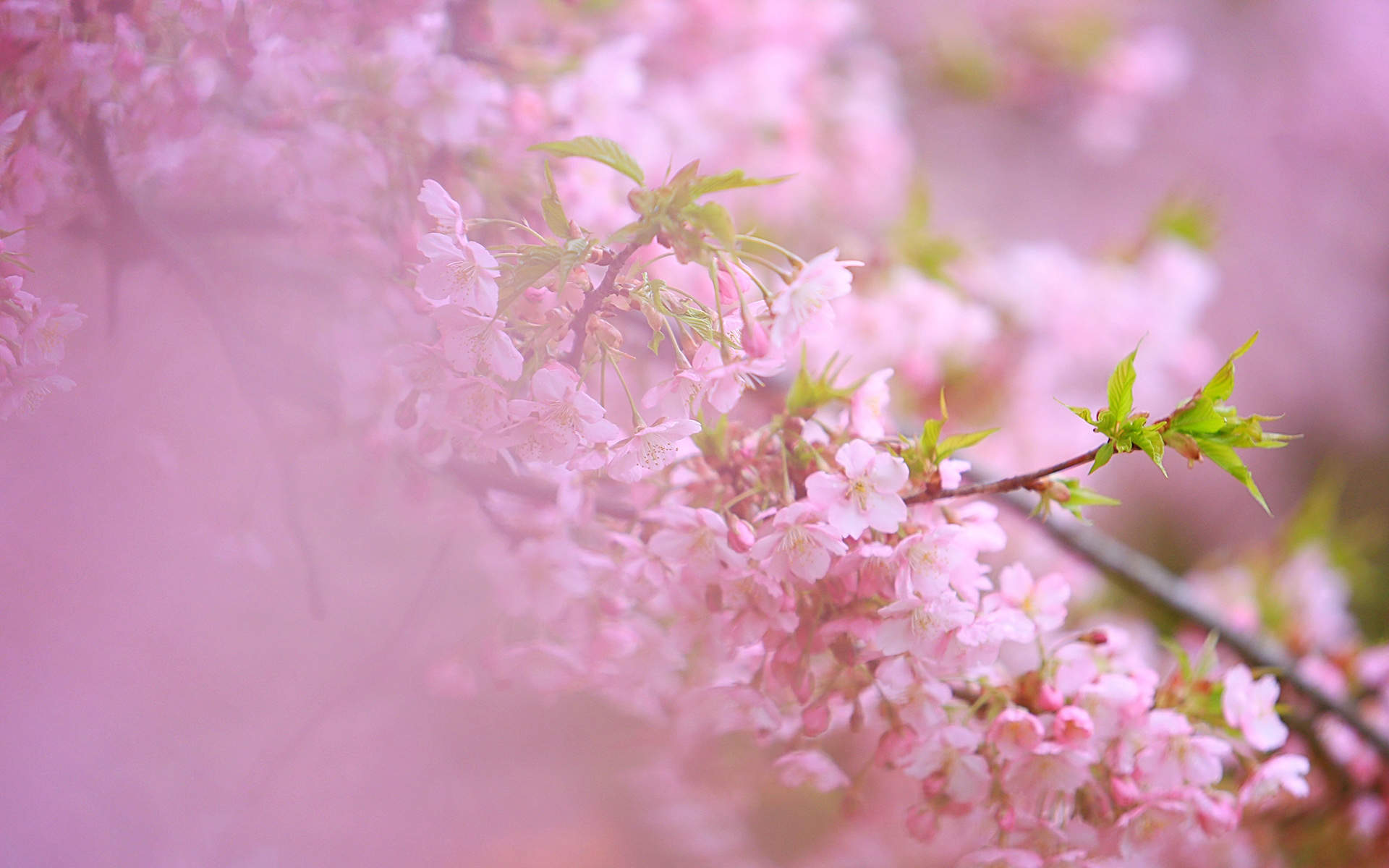2019年4月春日唯美樱花高清日历壁纸图片