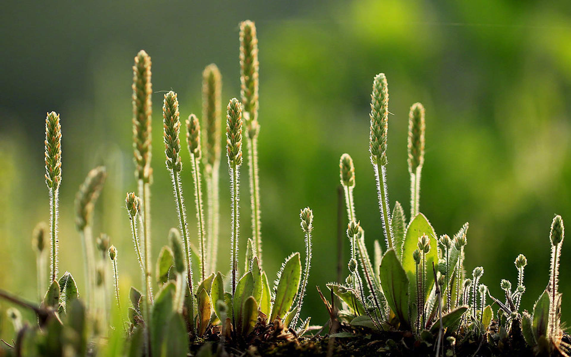 绿色植物图片