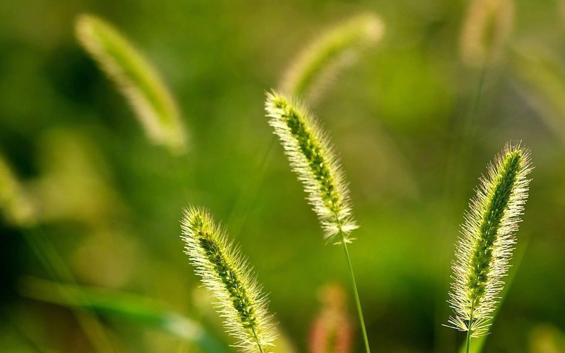 绿色植物图片