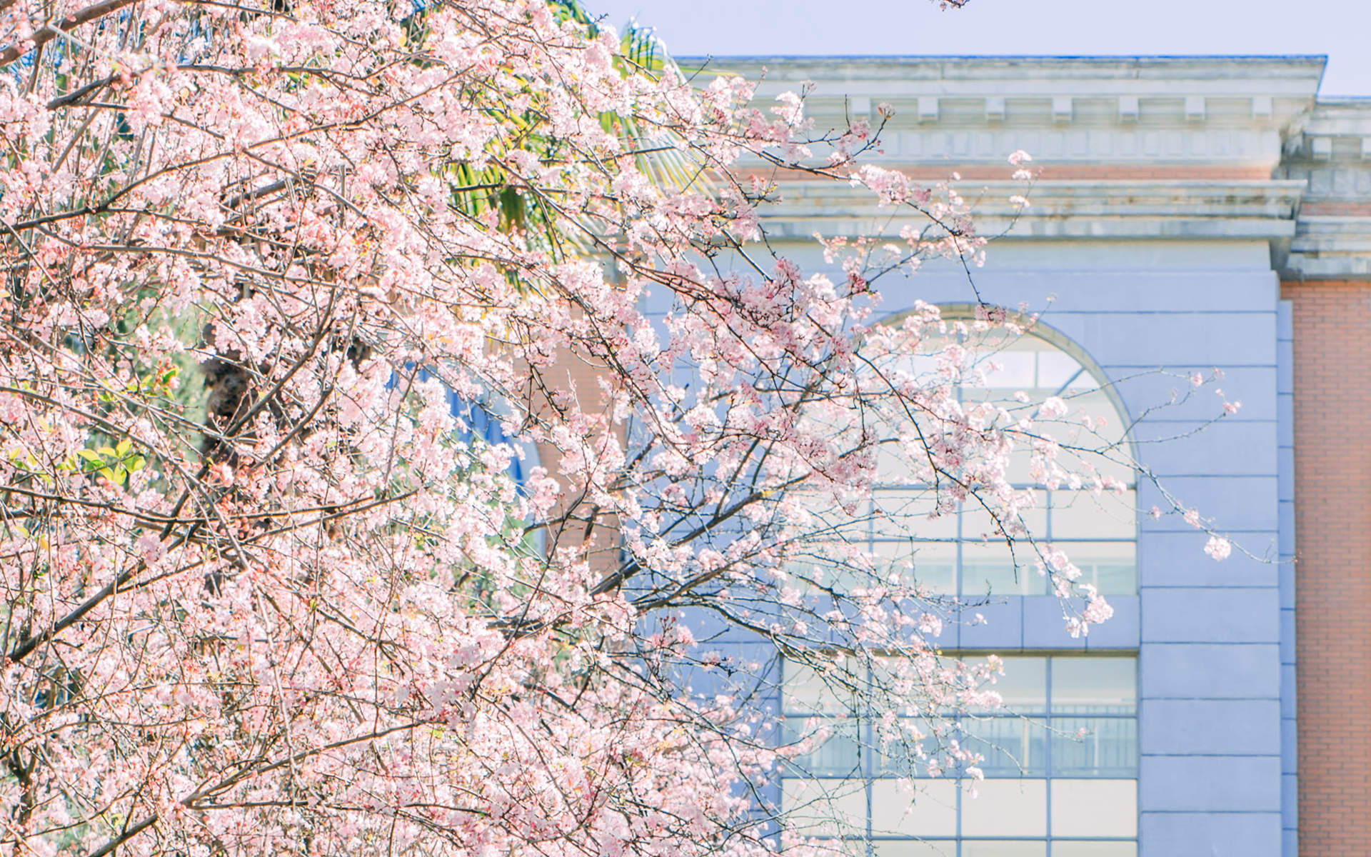 2019年4月春日唯美樱花高清日历壁纸图片
