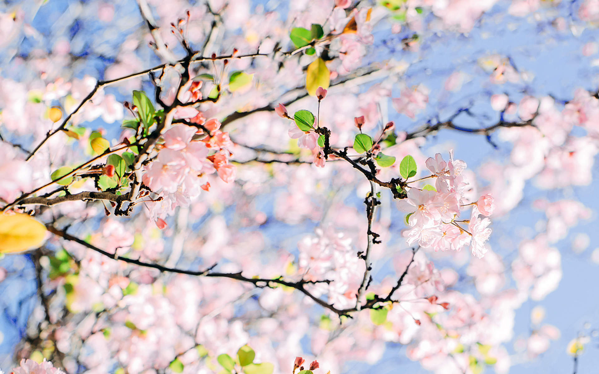 2019年4月春日唯美樱花高清日历壁纸图片