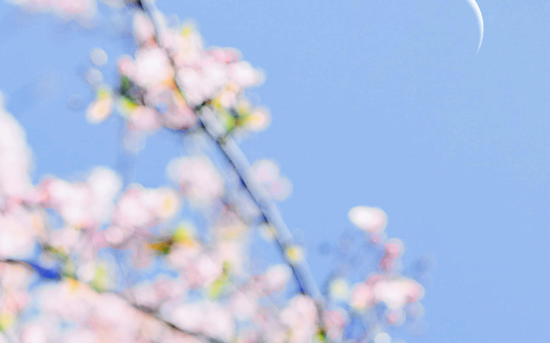 2019年4月春日唯美樱花高清日历壁纸图片