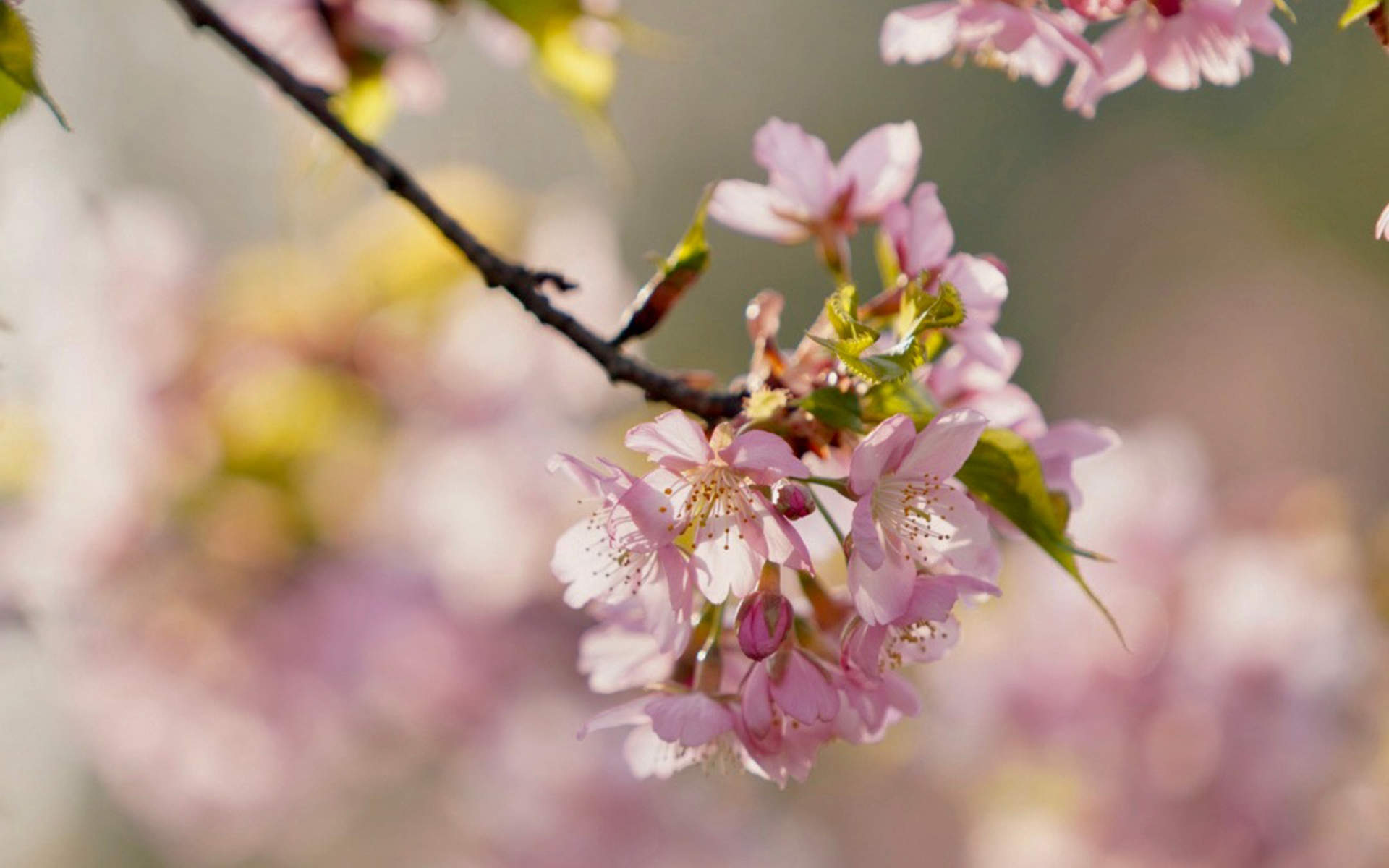 2019年4月春日唯美樱花高清日历壁纸图片