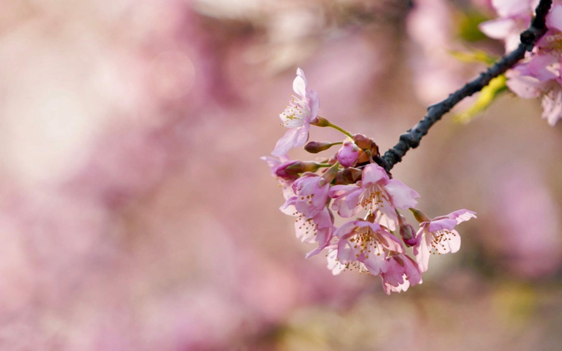 2019年4月春日唯美樱花高清日历壁纸图片