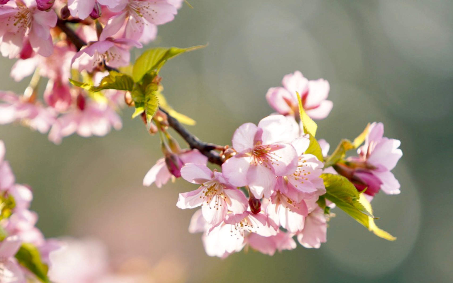 2019年4月春日唯美樱花高清日历壁纸图片