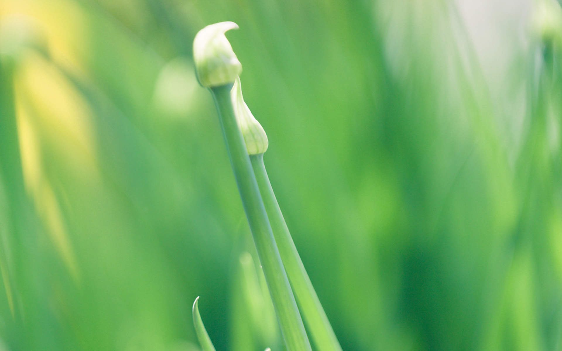 绿色植物图片
