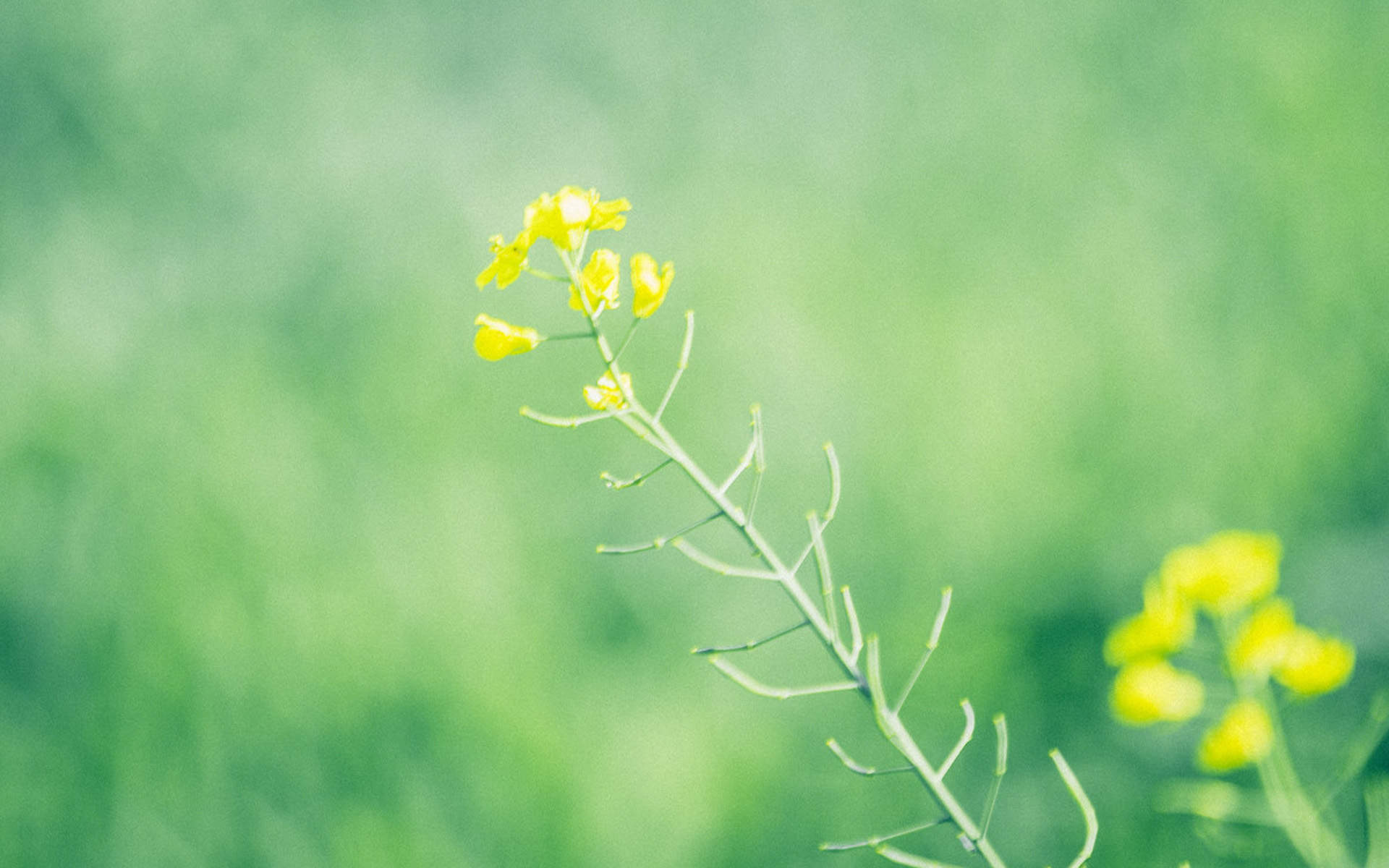 绿色植物图片