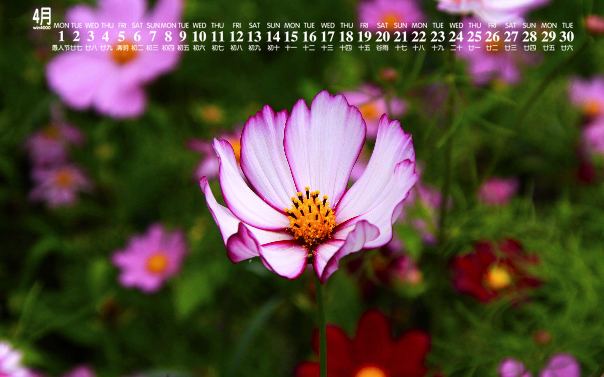 格桑花图片