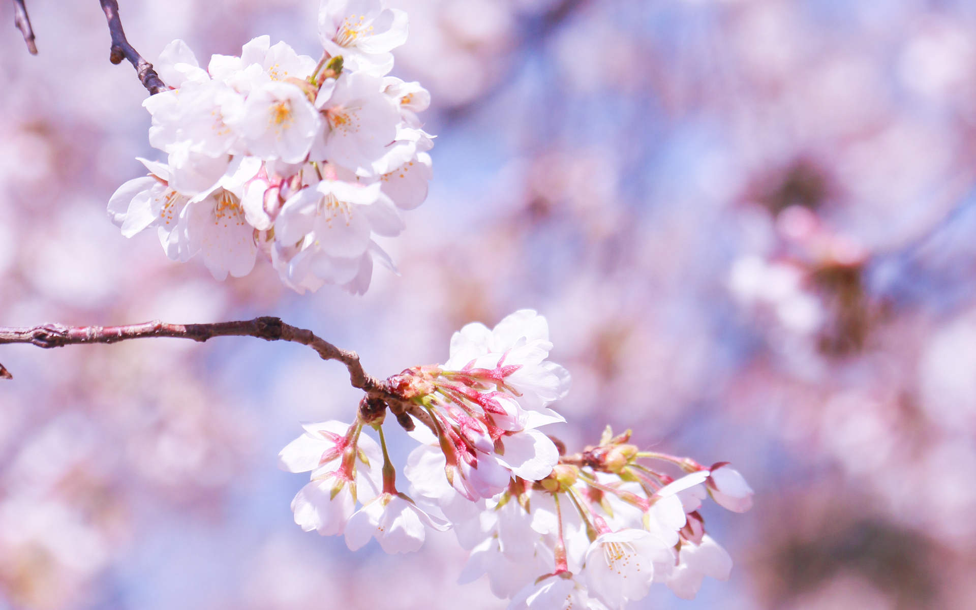 2019年4月春日唯美樱花高清日历壁纸图片
