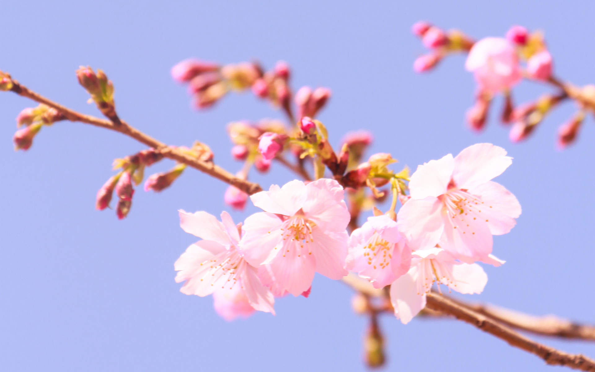 2019年4月春日唯美樱花高清日历壁纸图片
