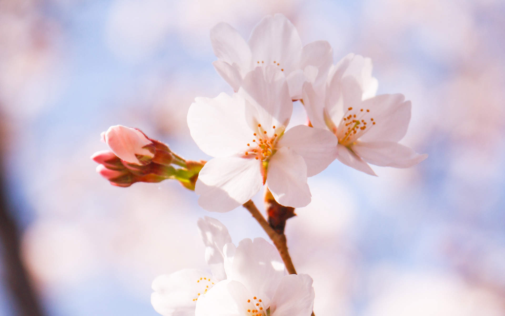 2019年4月春日唯美樱花高清日历壁纸图片