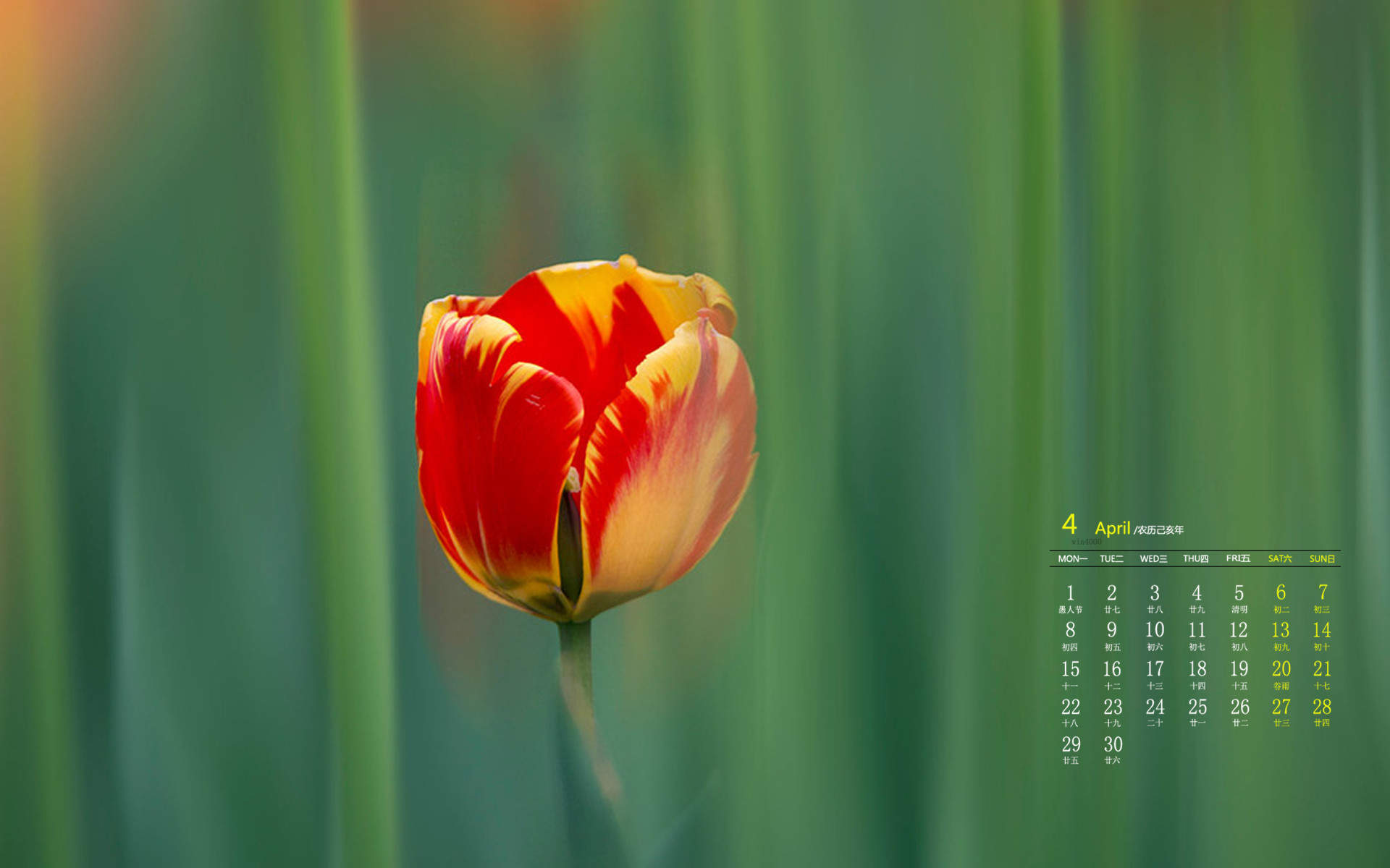 2019年4月娇艳的郁金香唯美高清日历壁纸图片
